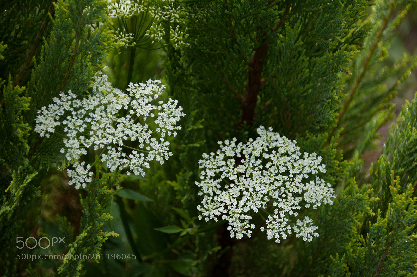 Canon EOS 50D sample photo. Green and white photograph photography