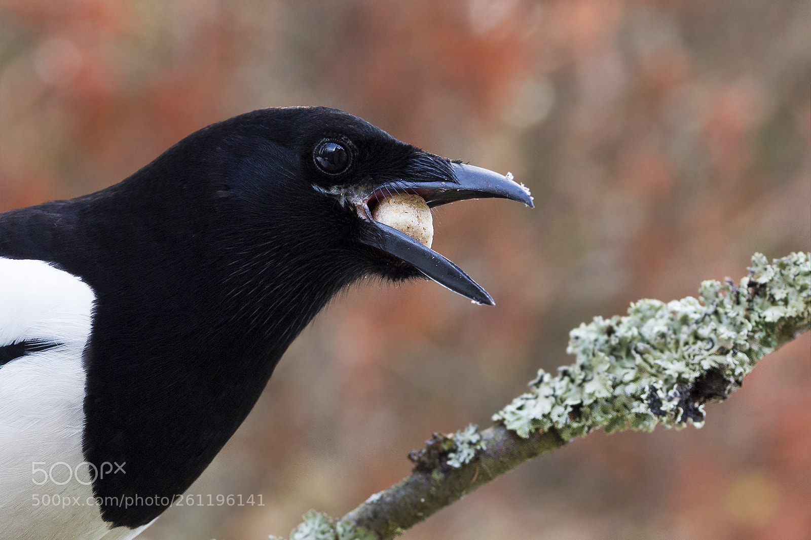 Canon EOS 6D sample photo. Harakka, magpie photography