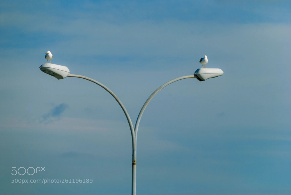 Nikon D3000 sample photo. Dos gaviotas photography