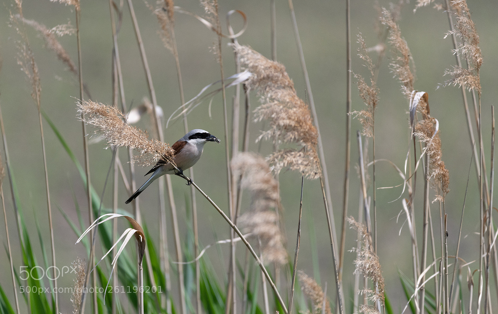 Nikon D850 sample photo. Bird in the reed photography