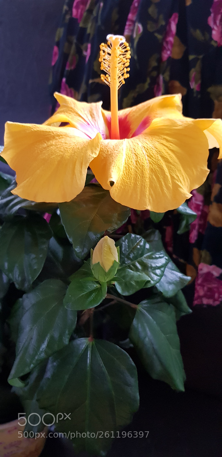 Samsung Galaxy S8 sample photo. Full-blown photography