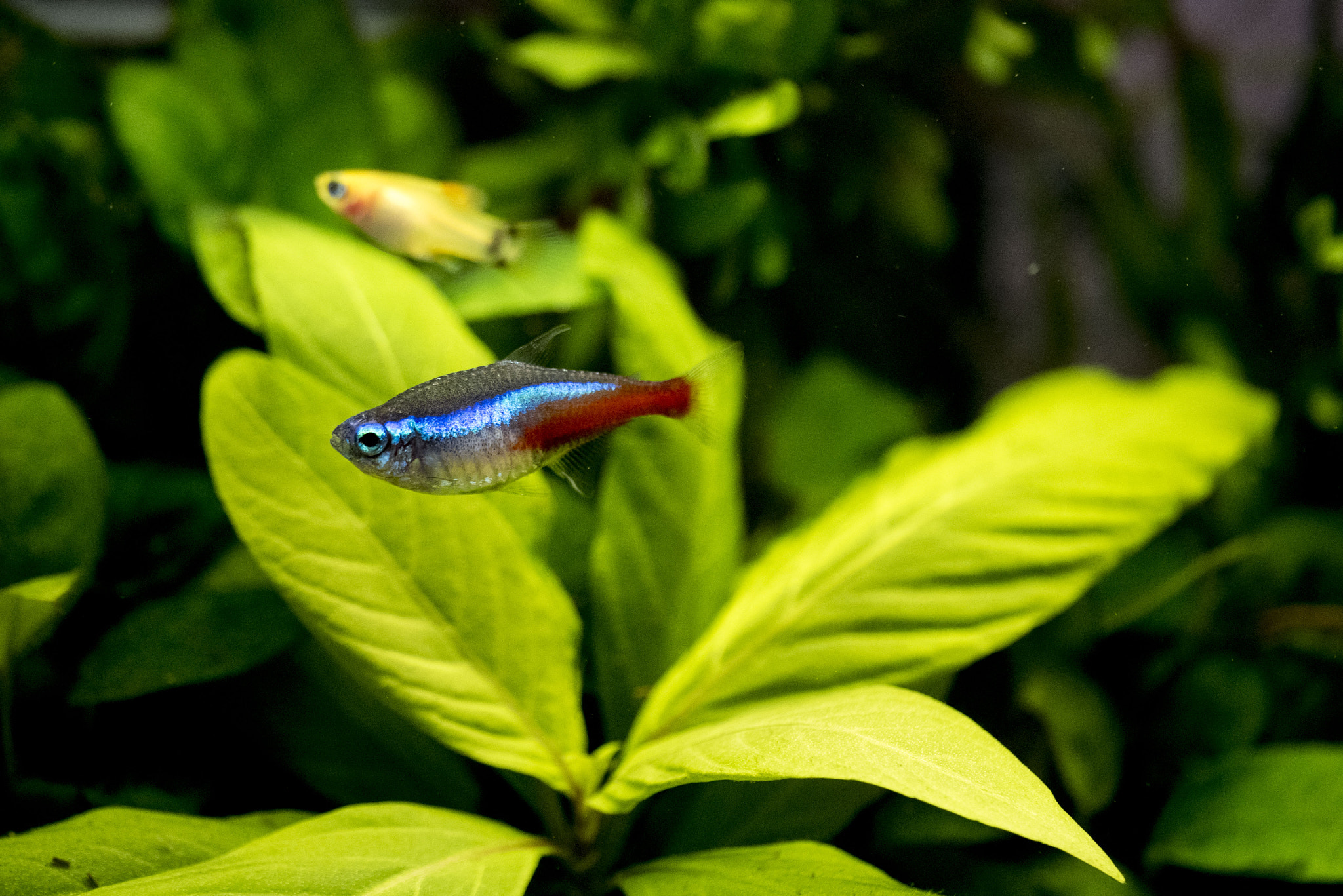 Panasonic Lumix DMC-GM5 sample photo. Neon tetra photography