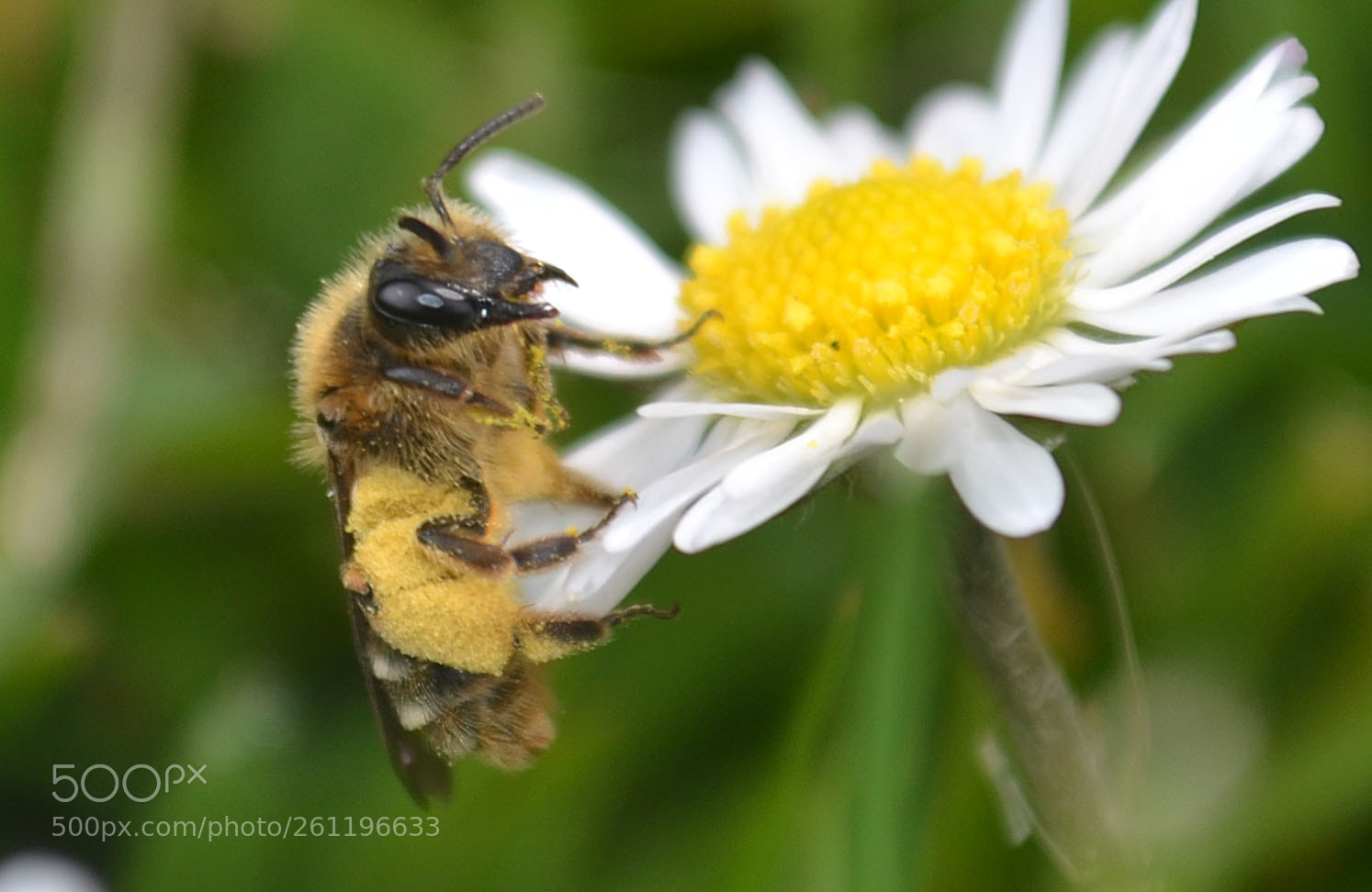 Nikon D3100 sample photo. Save them bees! photography