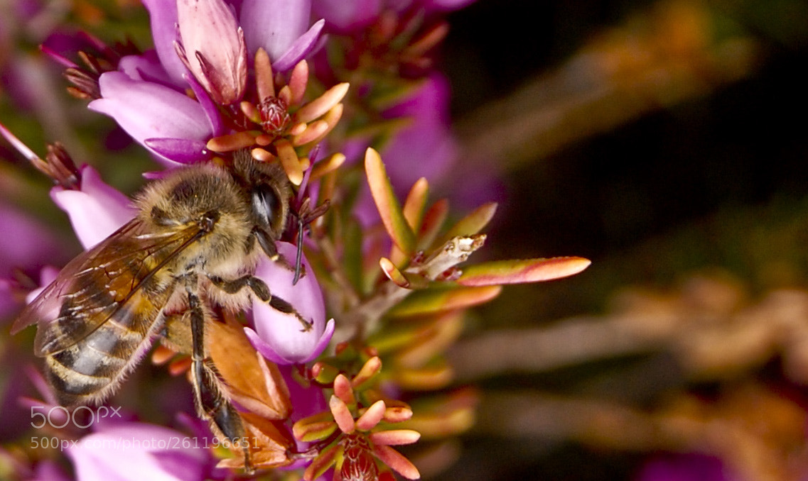 Nikon D40 sample photo. Keep saving the bees! photography