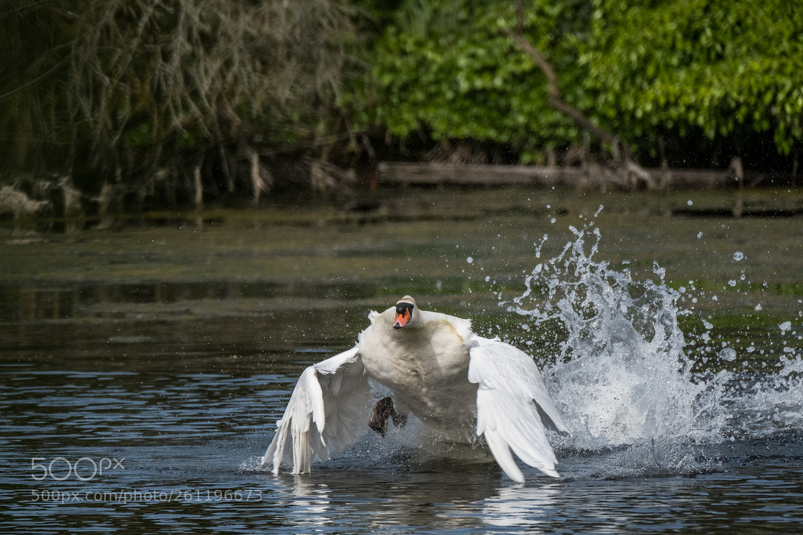 Fujifilm X-Pro2 sample photo. Swan starting to fly photography