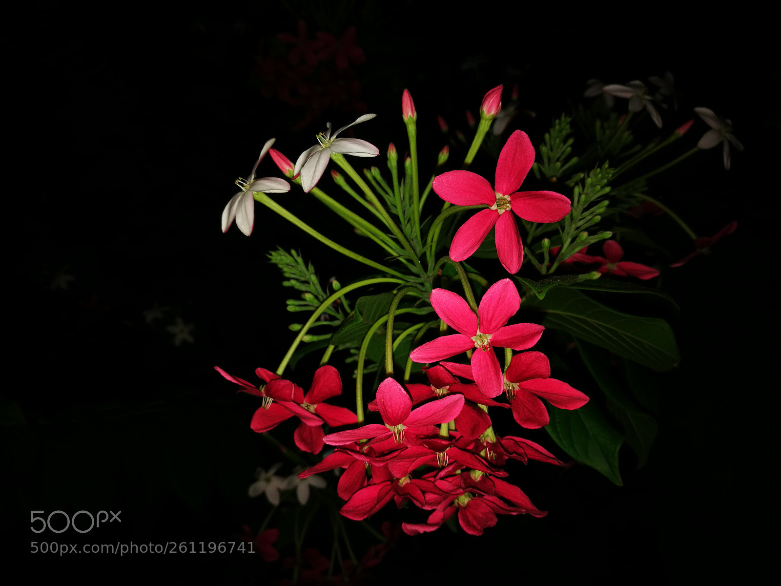 HUAWEI P9 sample photo. Flowers photography