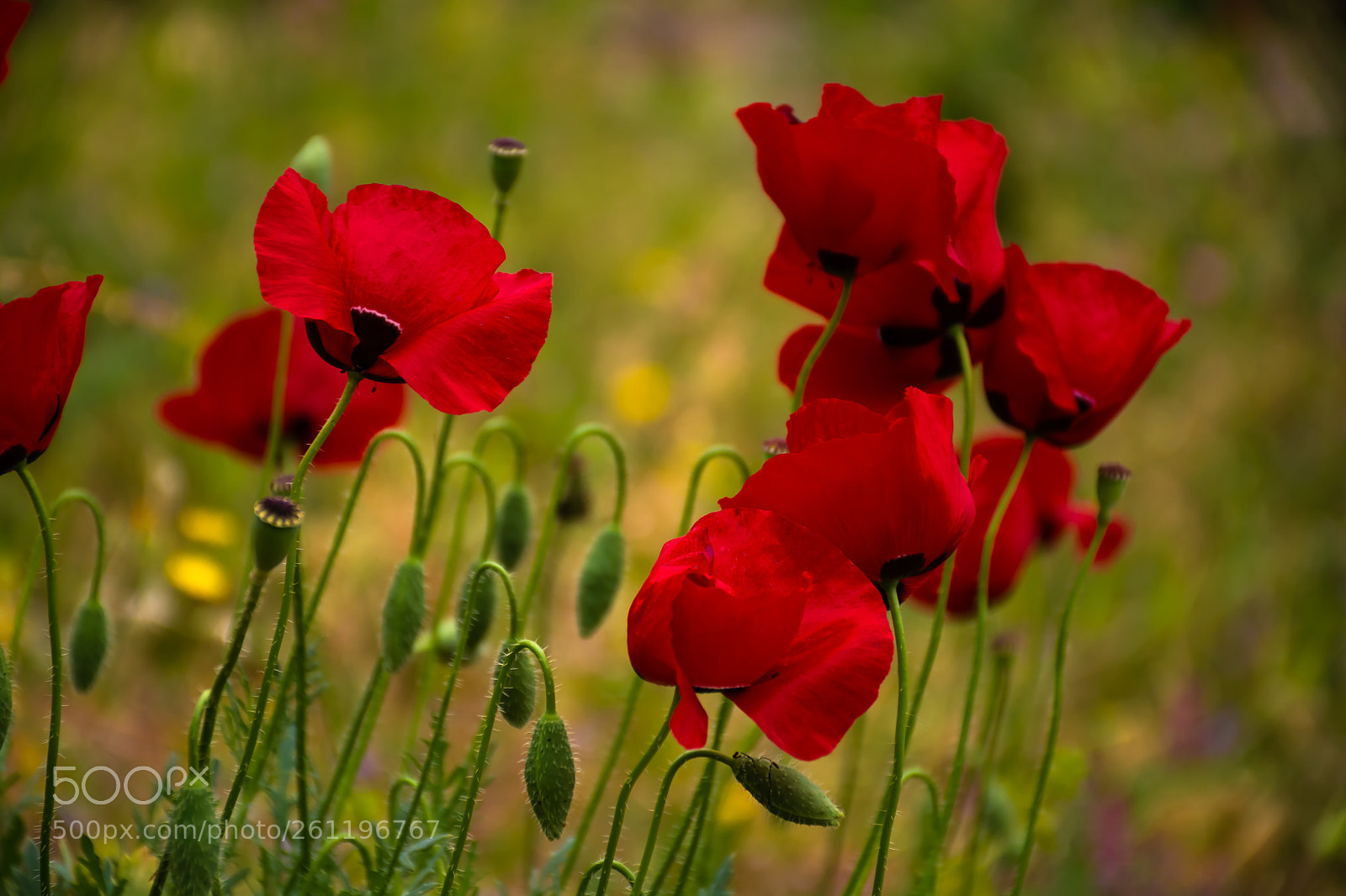Nikon D7100 sample photo. Poppies.. photography