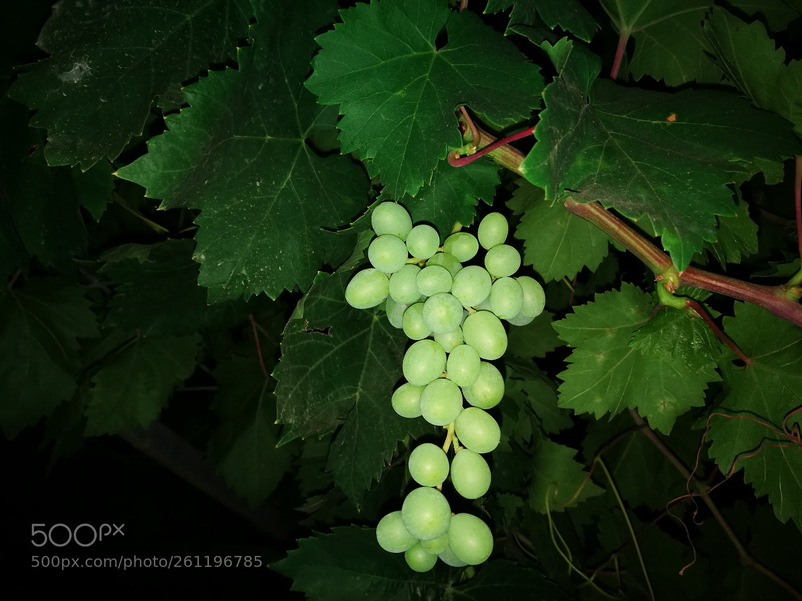 HUAWEI P9 sample photo. Grapes photography