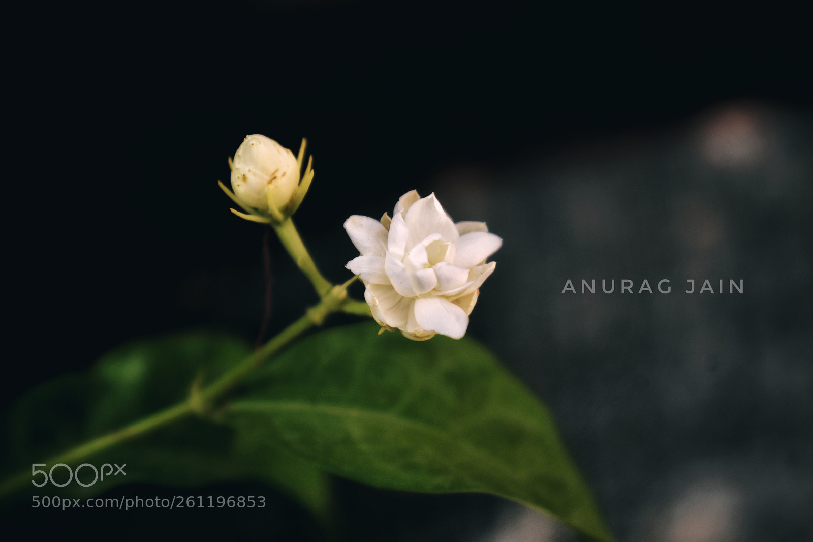 Nikon D3400 sample photo. Floral photography