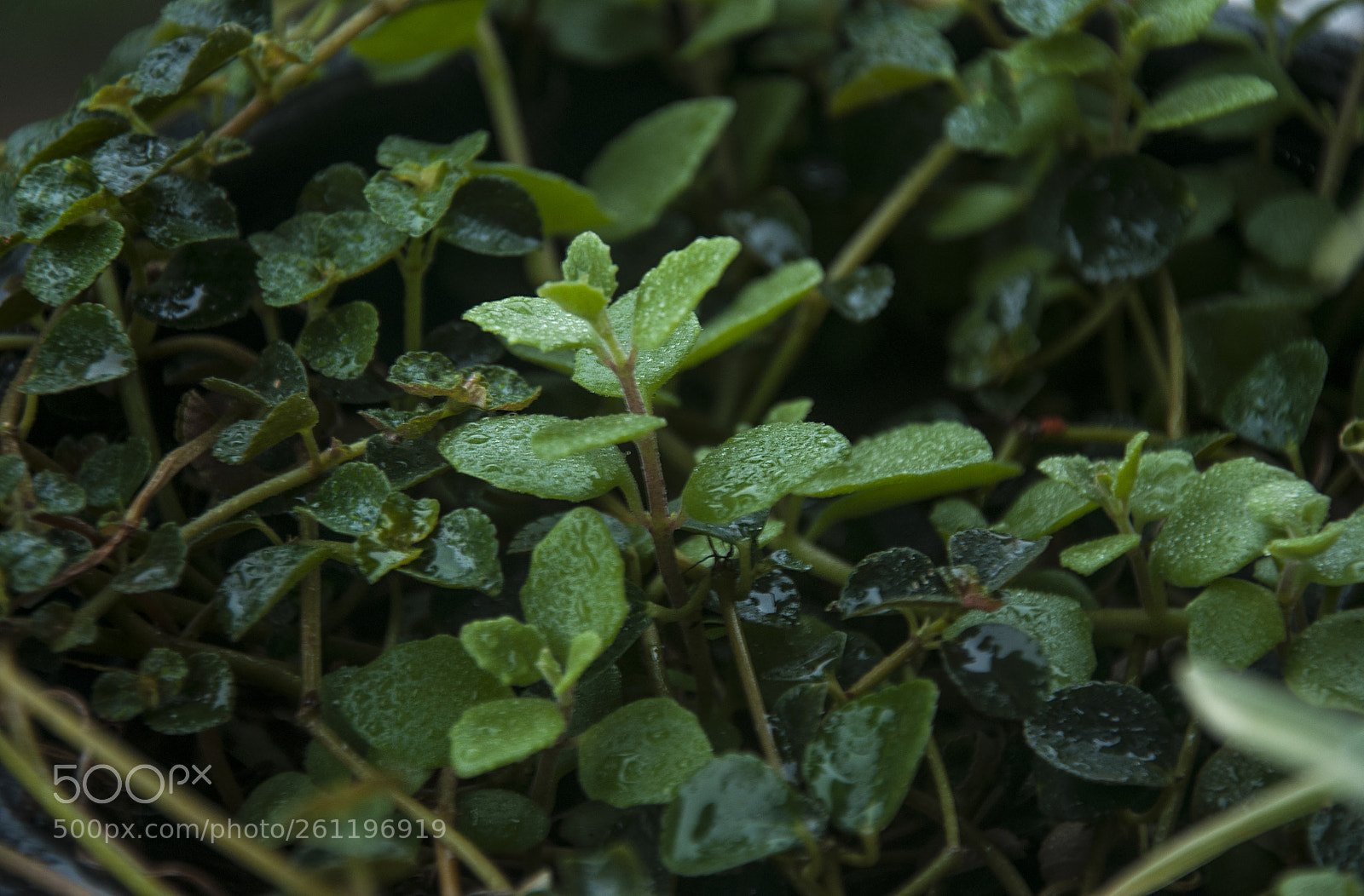Nikon D90 sample photo. Green & fresh photography