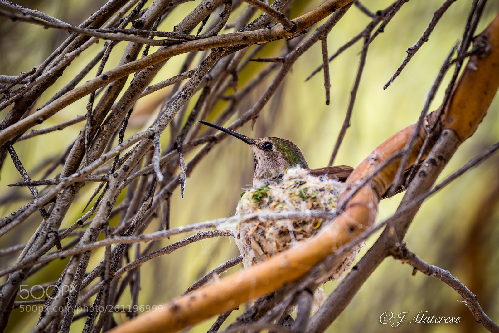 Canon EOS 7D Mark II sample photo. Hummingbird in her nest photography