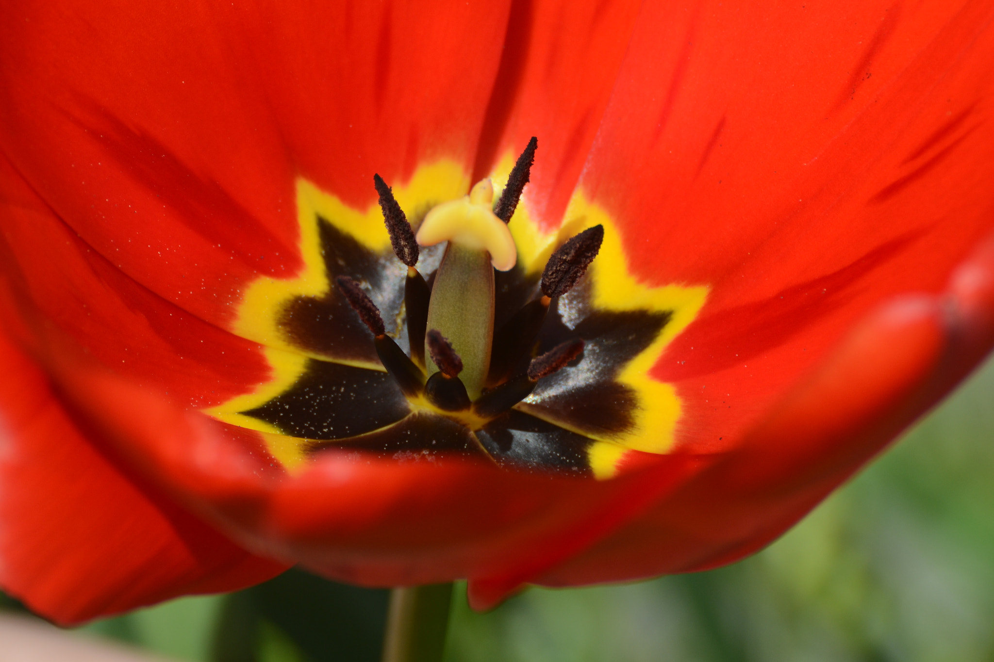 Nikon D3100 sample photo. Can't save the bees without flowers! photography