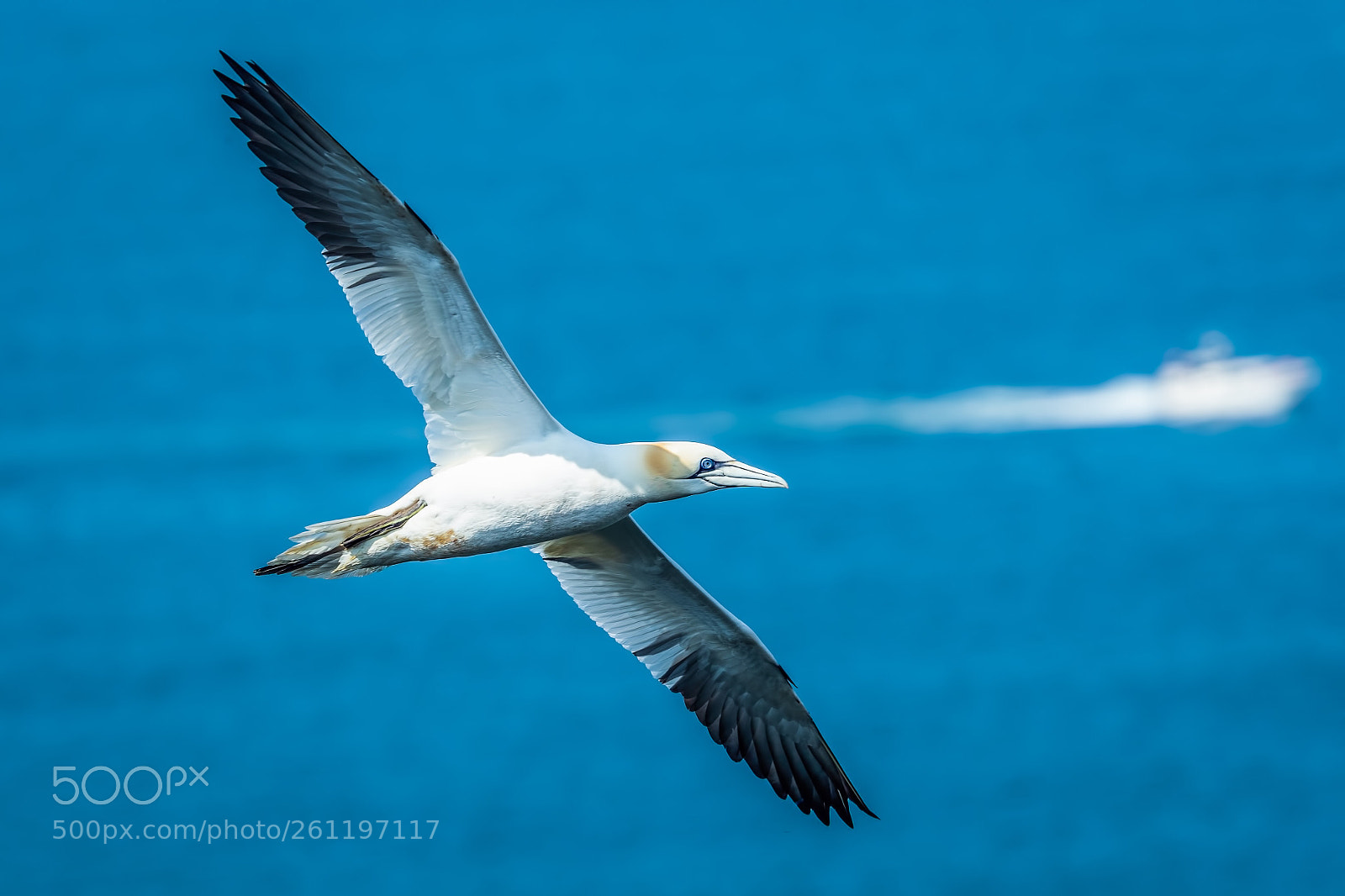 Canon EOS-1D X Mark II sample photo. Gannet photography