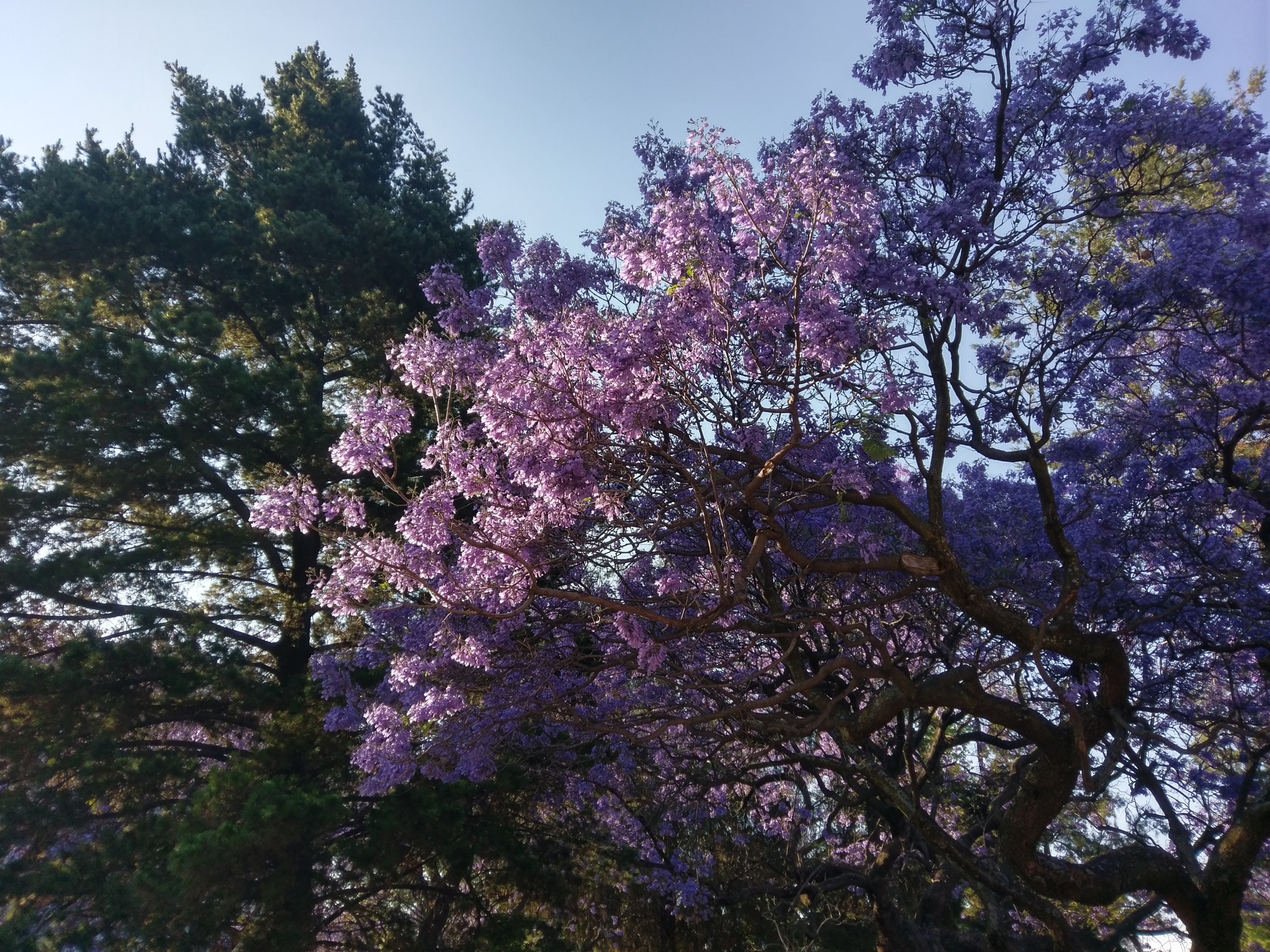 HTC 10 sample photo. Jacarandas at unam photography