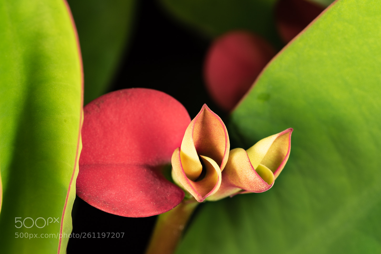 Nikon D810 sample photo. Between the leafs photography