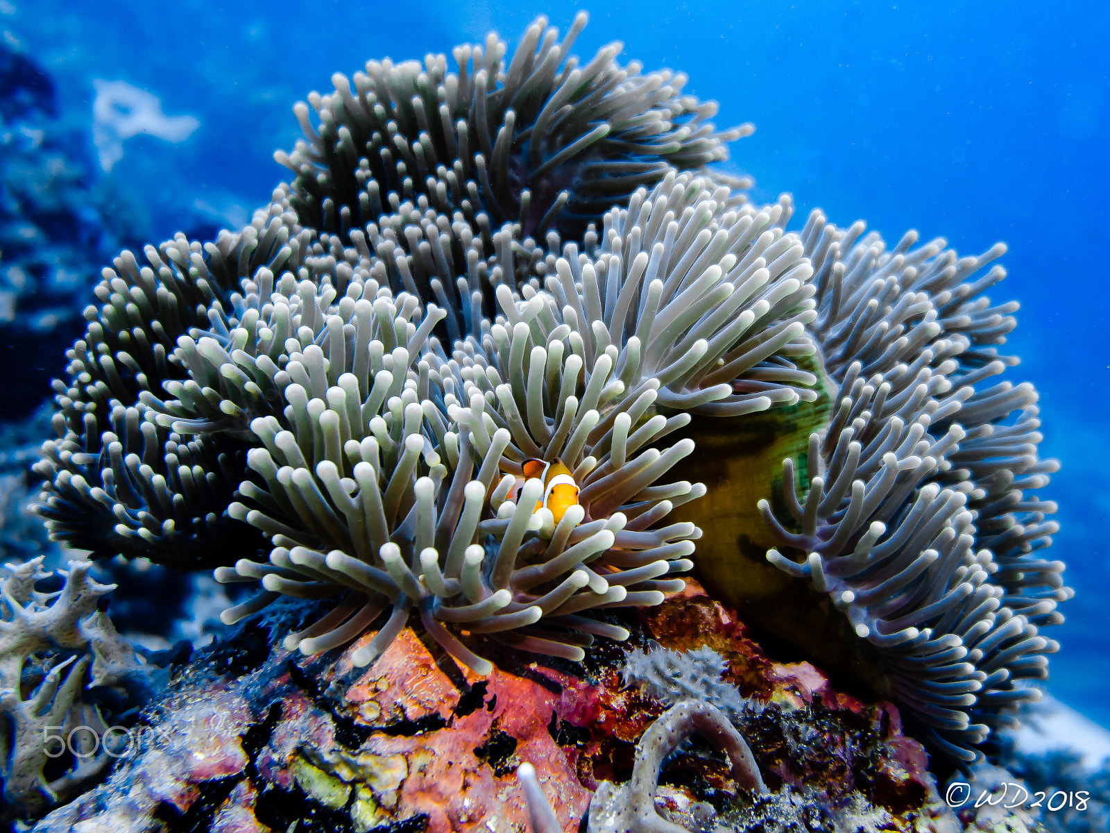 Canon PowerShot G1 X Mark II sample photo. Philippino clownfish photography