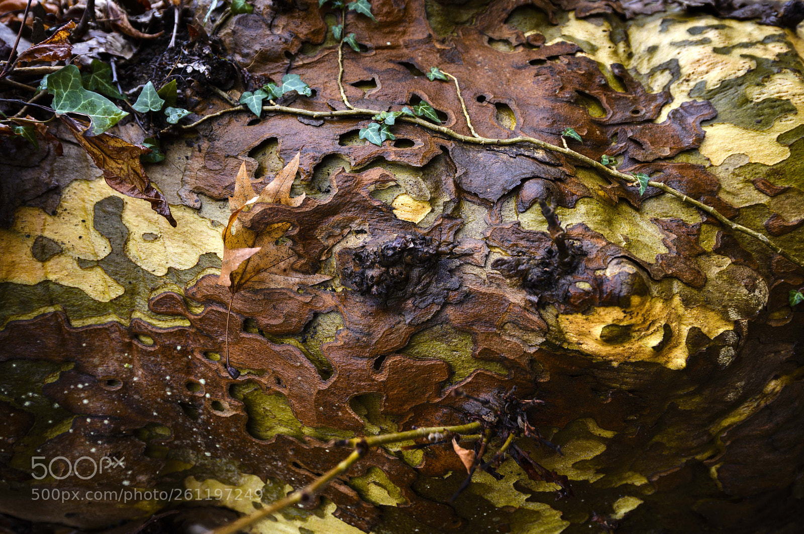 Nikon D600 sample photo. Bark of tree. photography