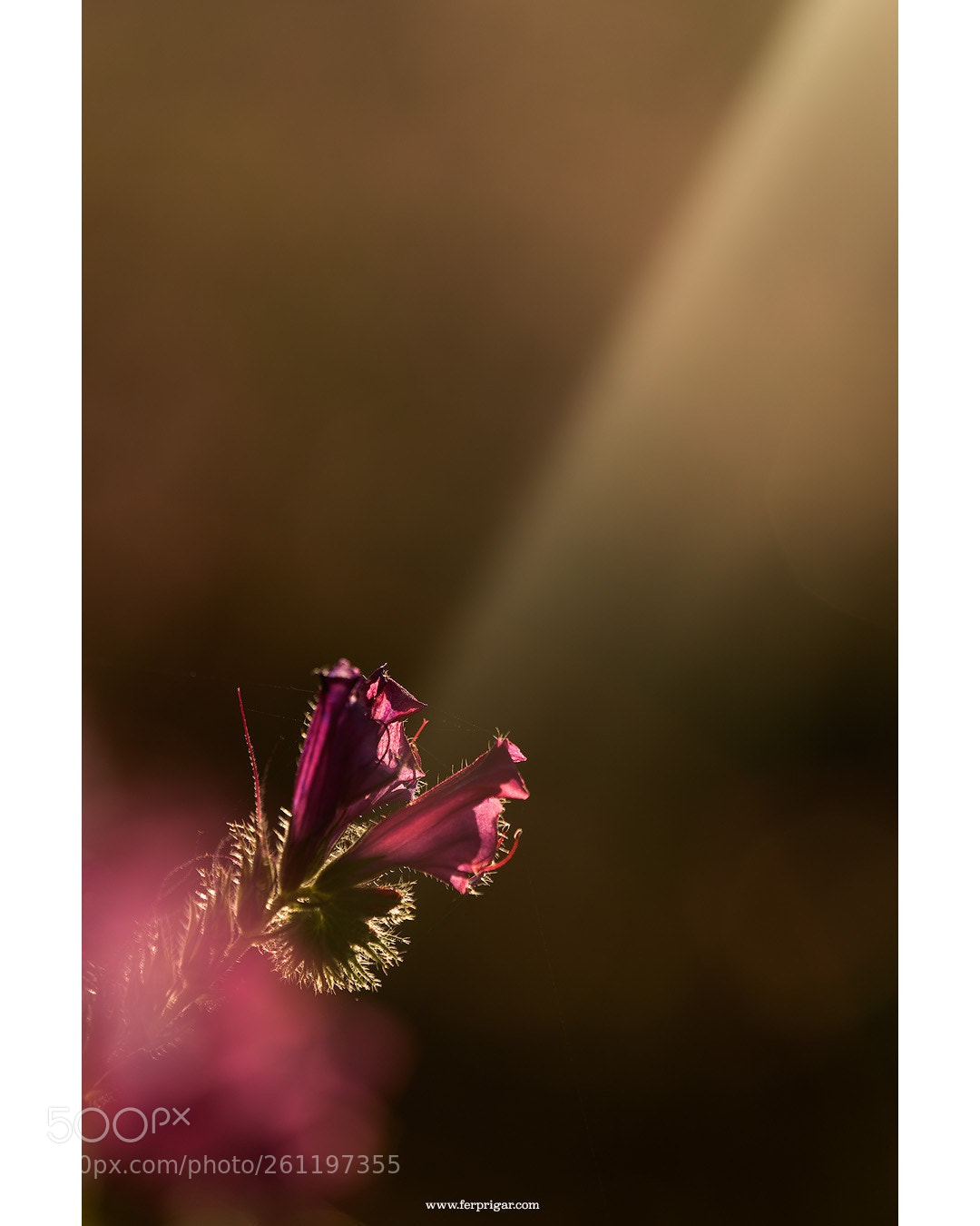 Canon EOS 6D sample photo. Catching the light photography