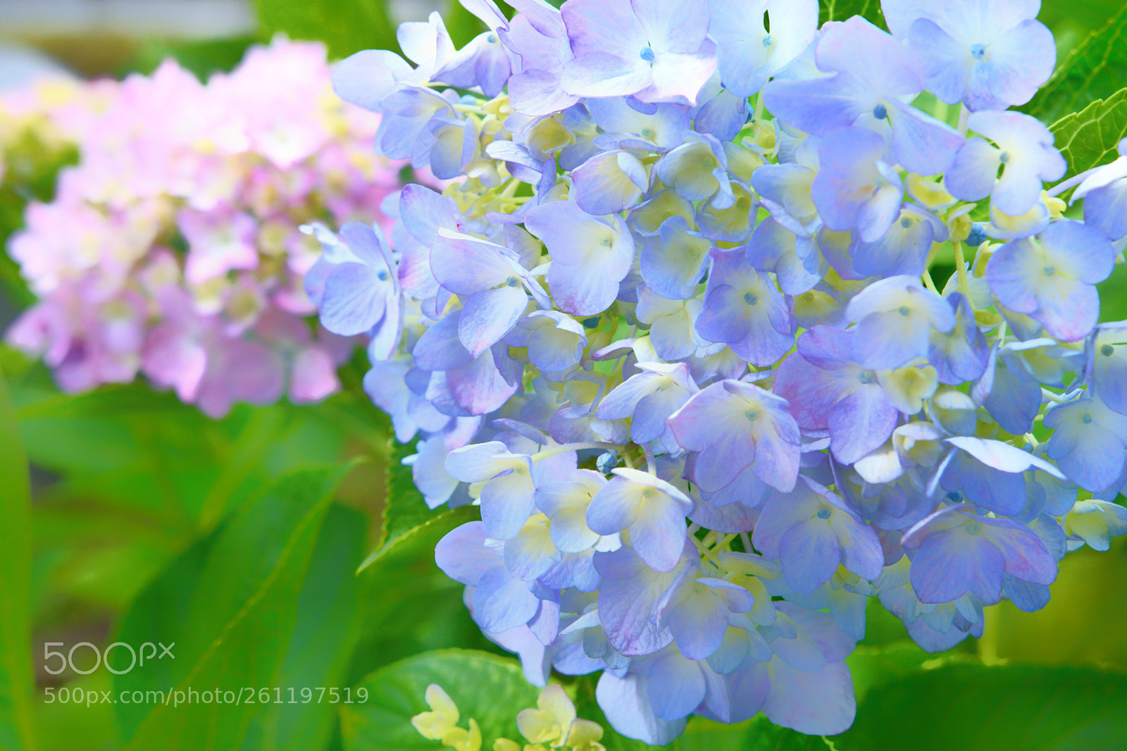 Nikon D7200 sample photo. Flower photography