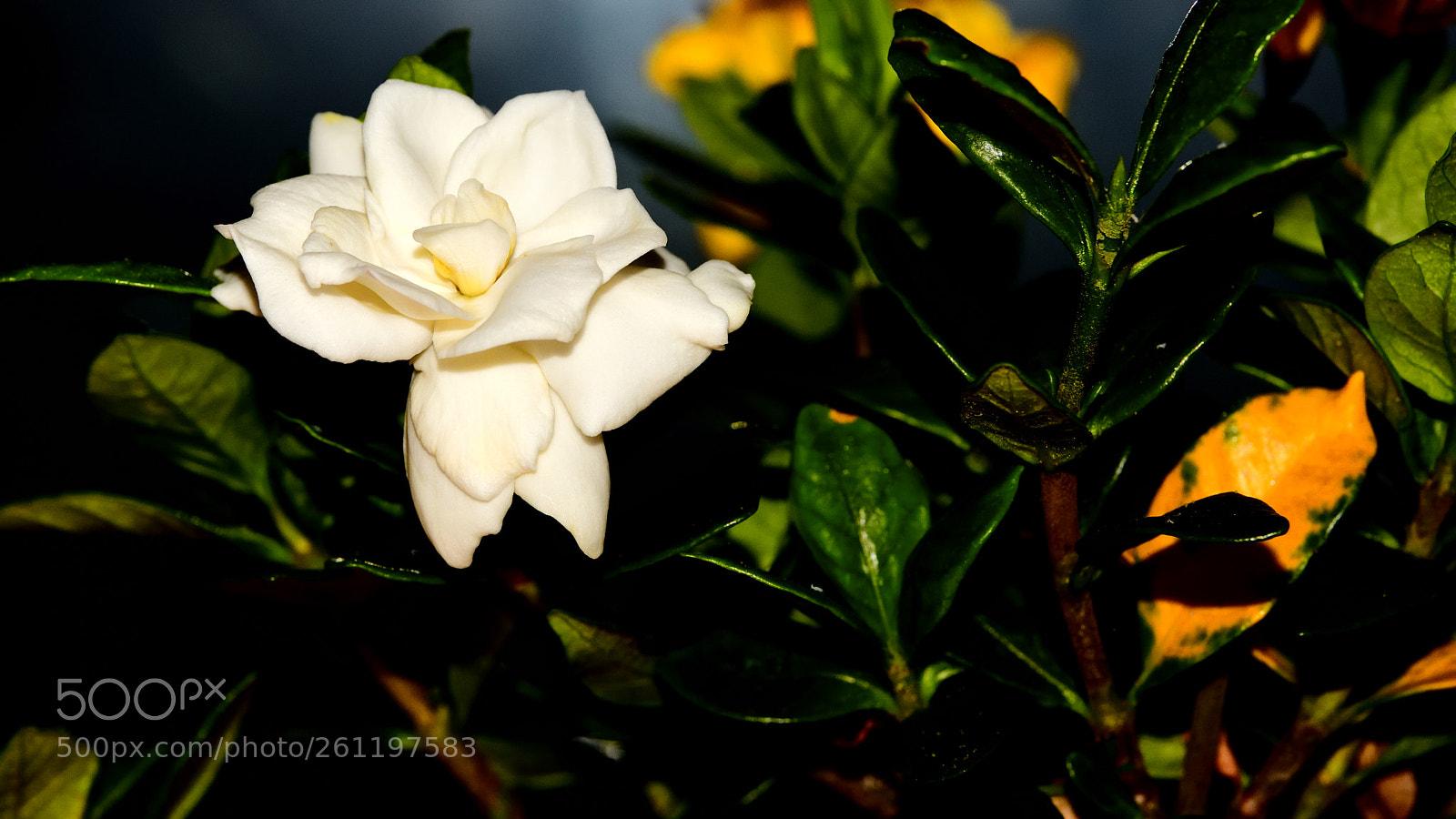 Nikon D850 sample photo. Endless joy photography
