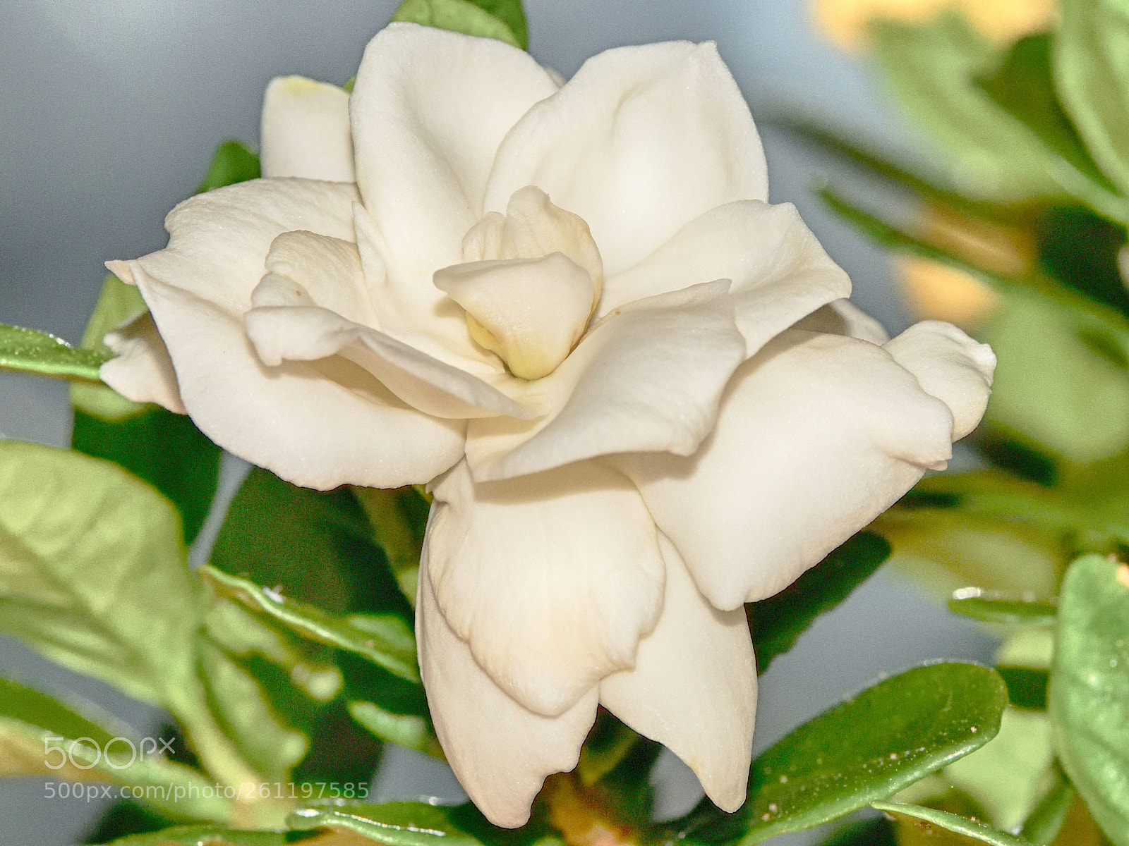 Nikon D850 sample photo. Endless joy photography