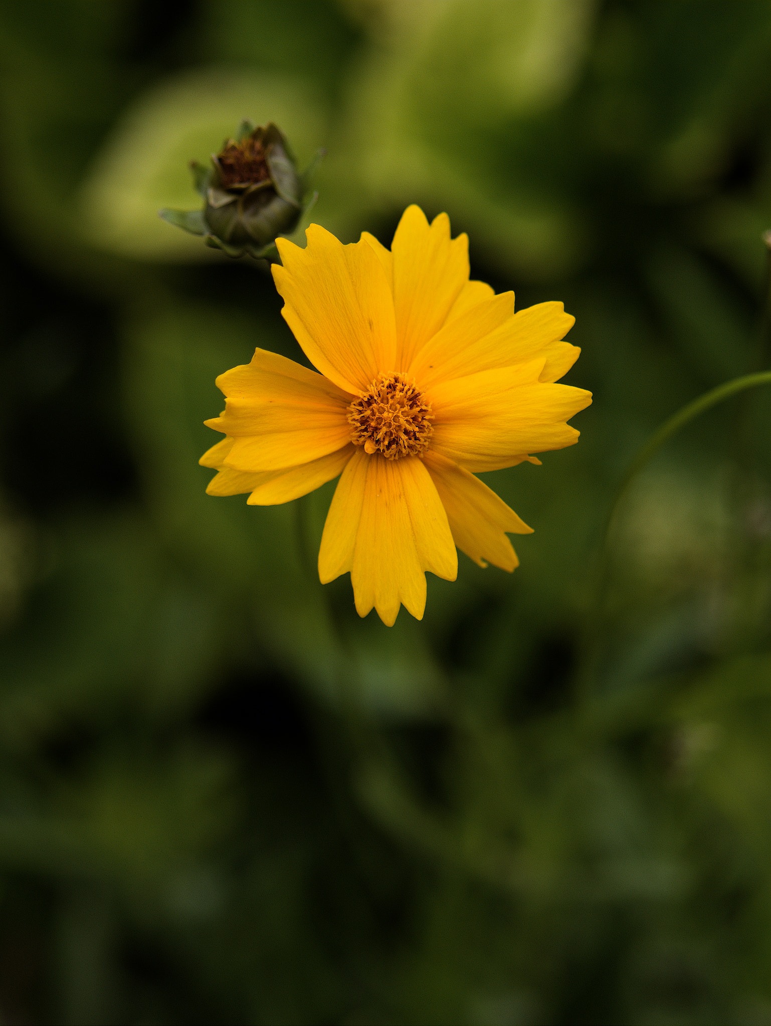 Panasonic Lumix DC-GX9 sample photo. Petit soleil photography