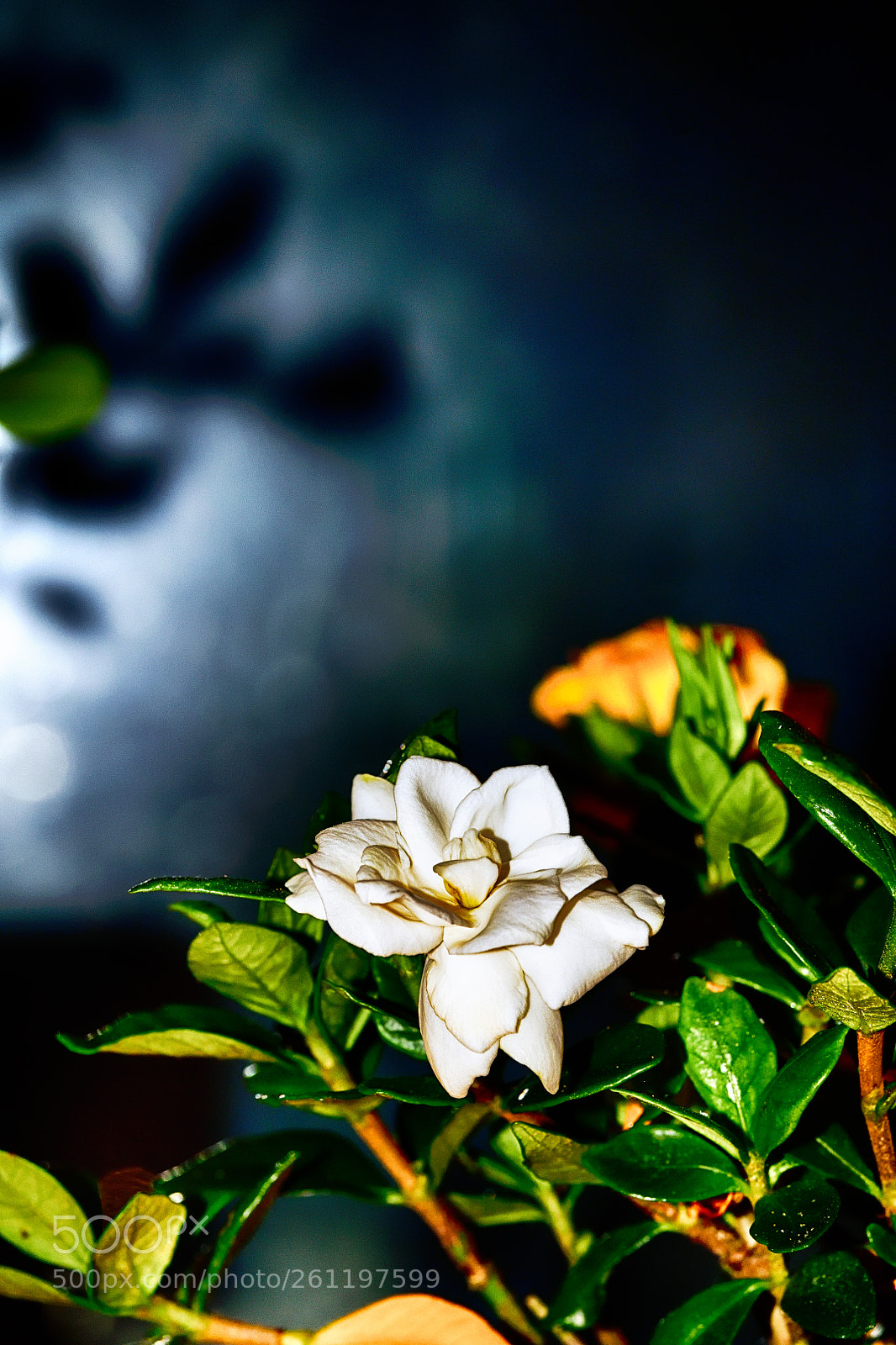 Nikon D850 sample photo. Endless joy photography