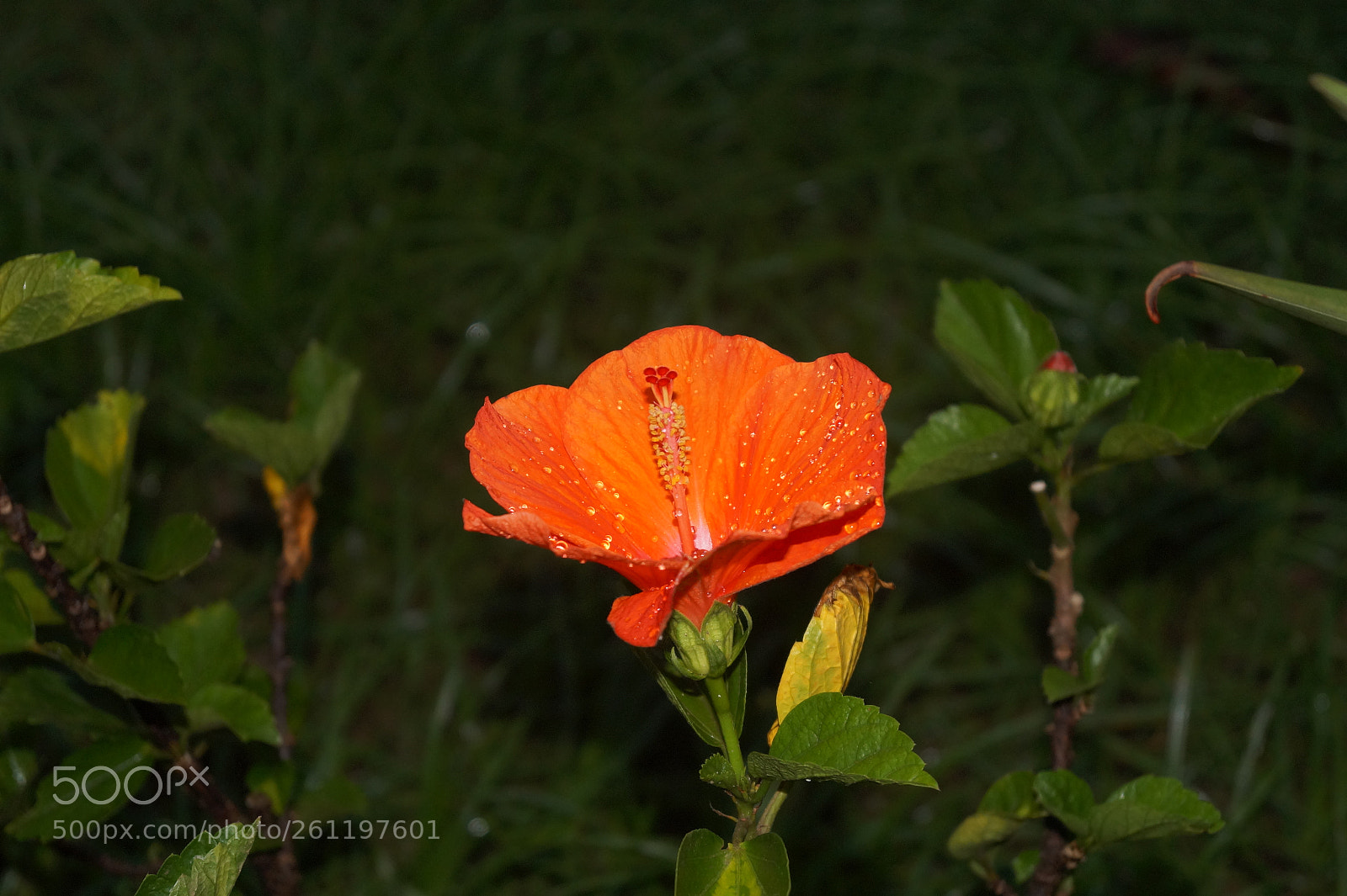 Sony SLT-A58 sample photo. Beautiful flower photography