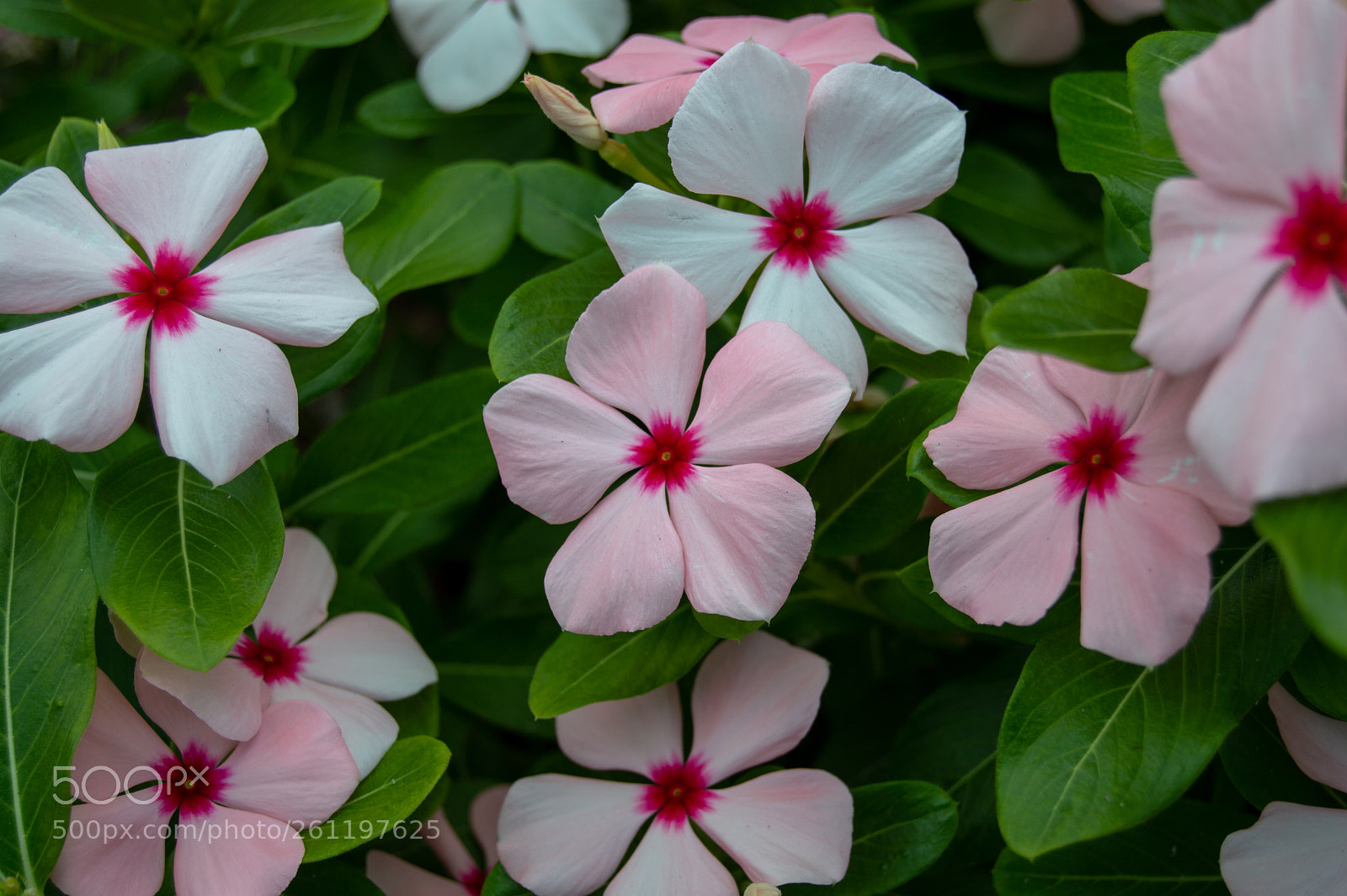 Nikon D3200 sample photo. Pink + white photography