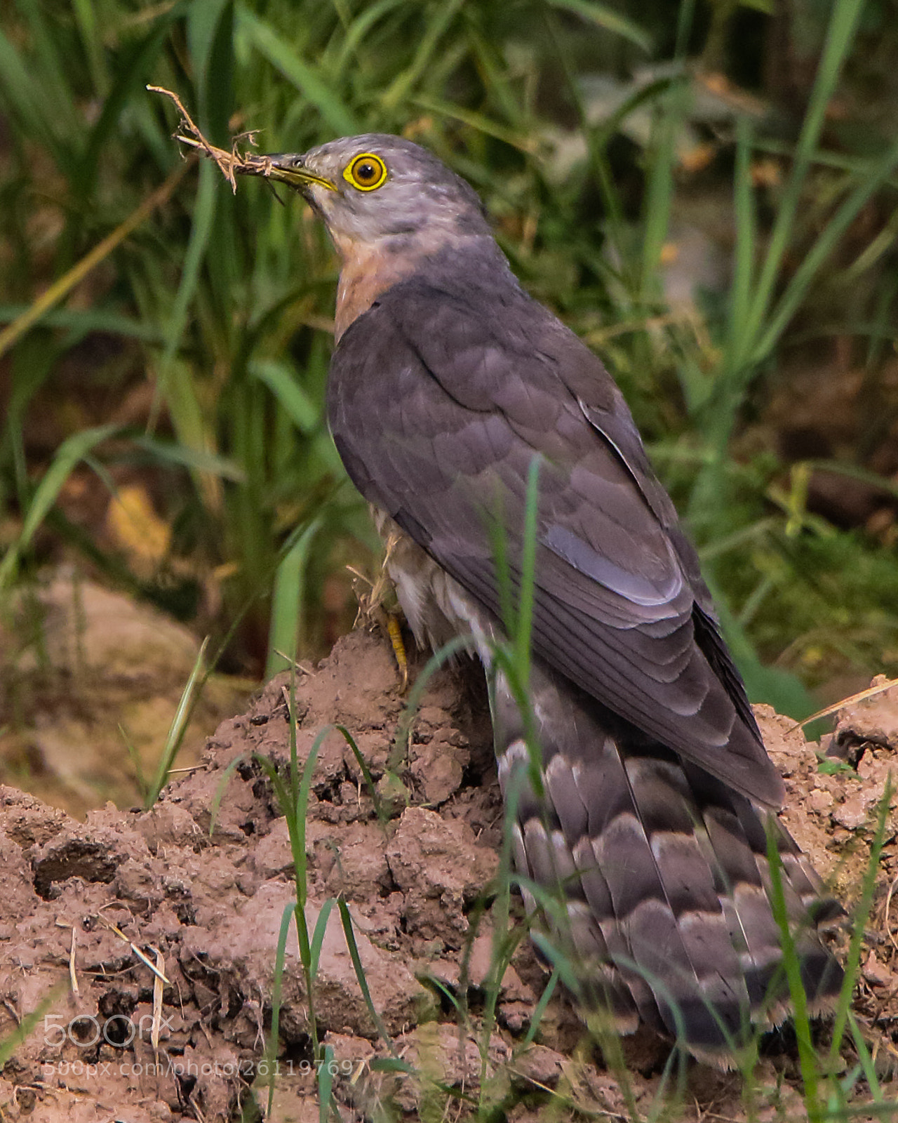 Canon EOS 7D Mark II sample photo. Common hawk-cuckoo photography