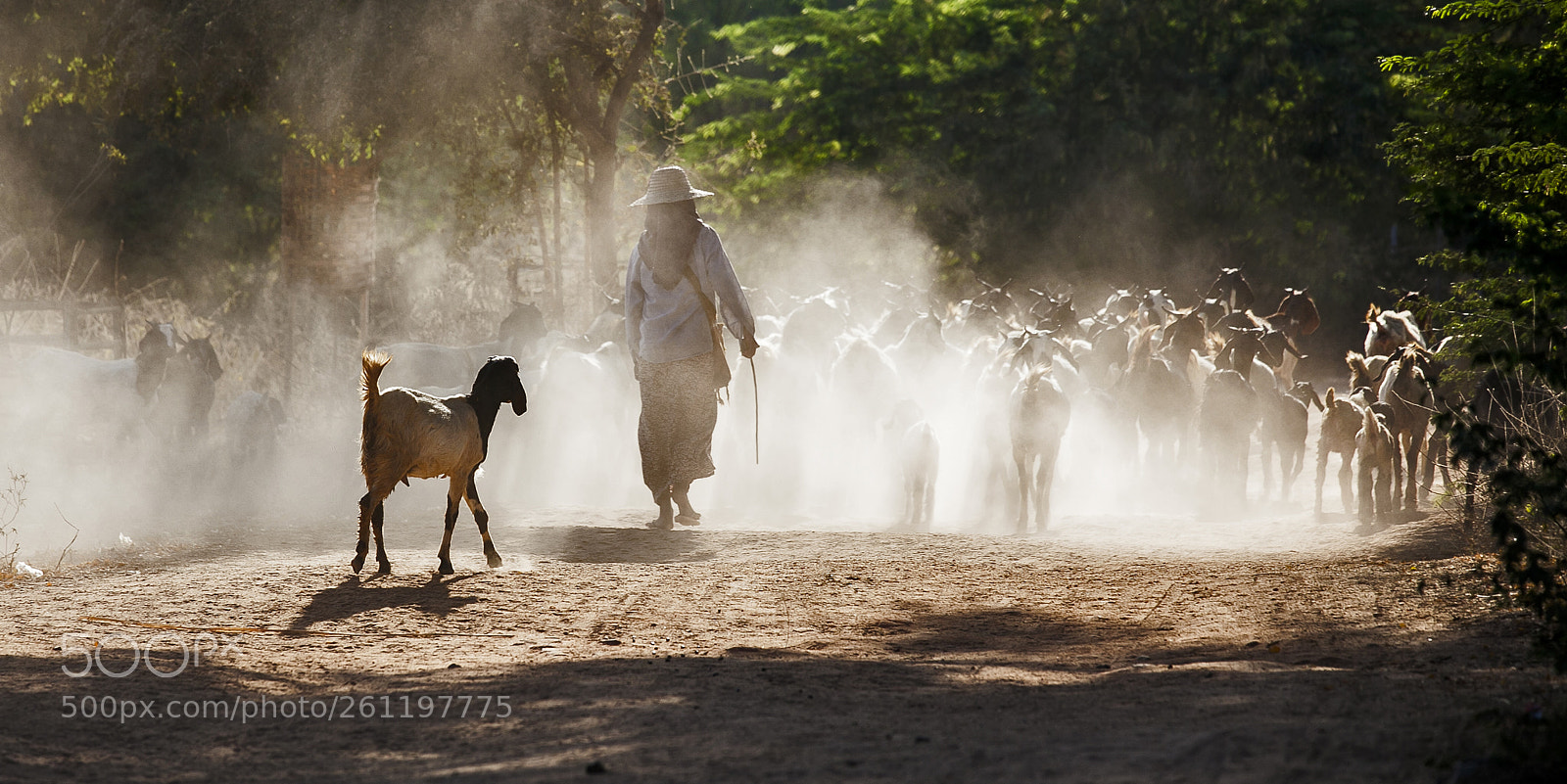 Canon EOS 5D Mark II sample photo. The last goat photography