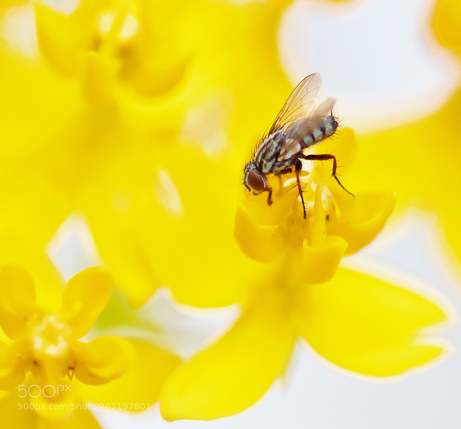 Nikon D3300 sample photo. Garden fly photography