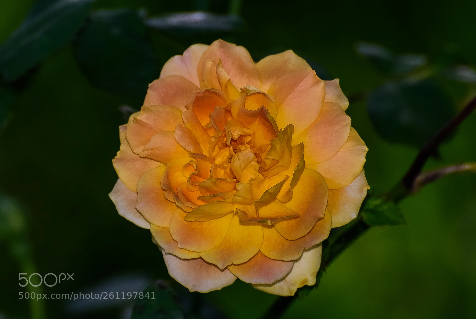 Nikon D810 sample photo. Go lovely rose!! photography