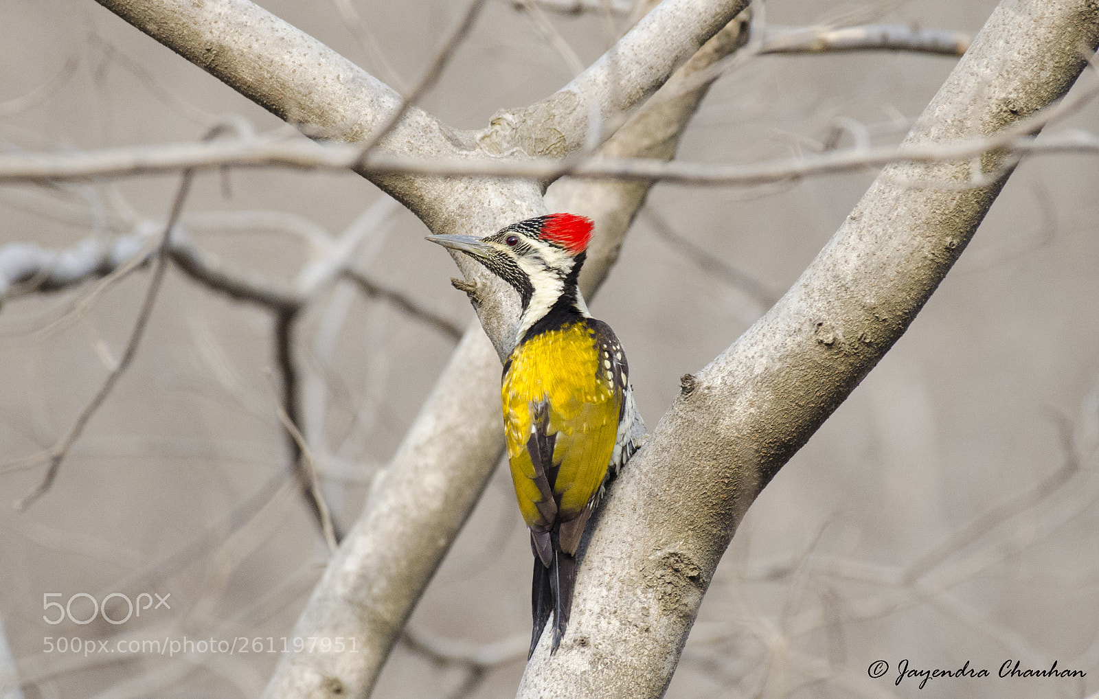 Nikon D5100 sample photo. Flameback photography