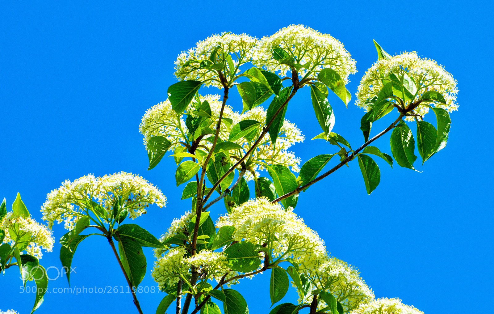 Nikon D5300 sample photo. Spring is here photography