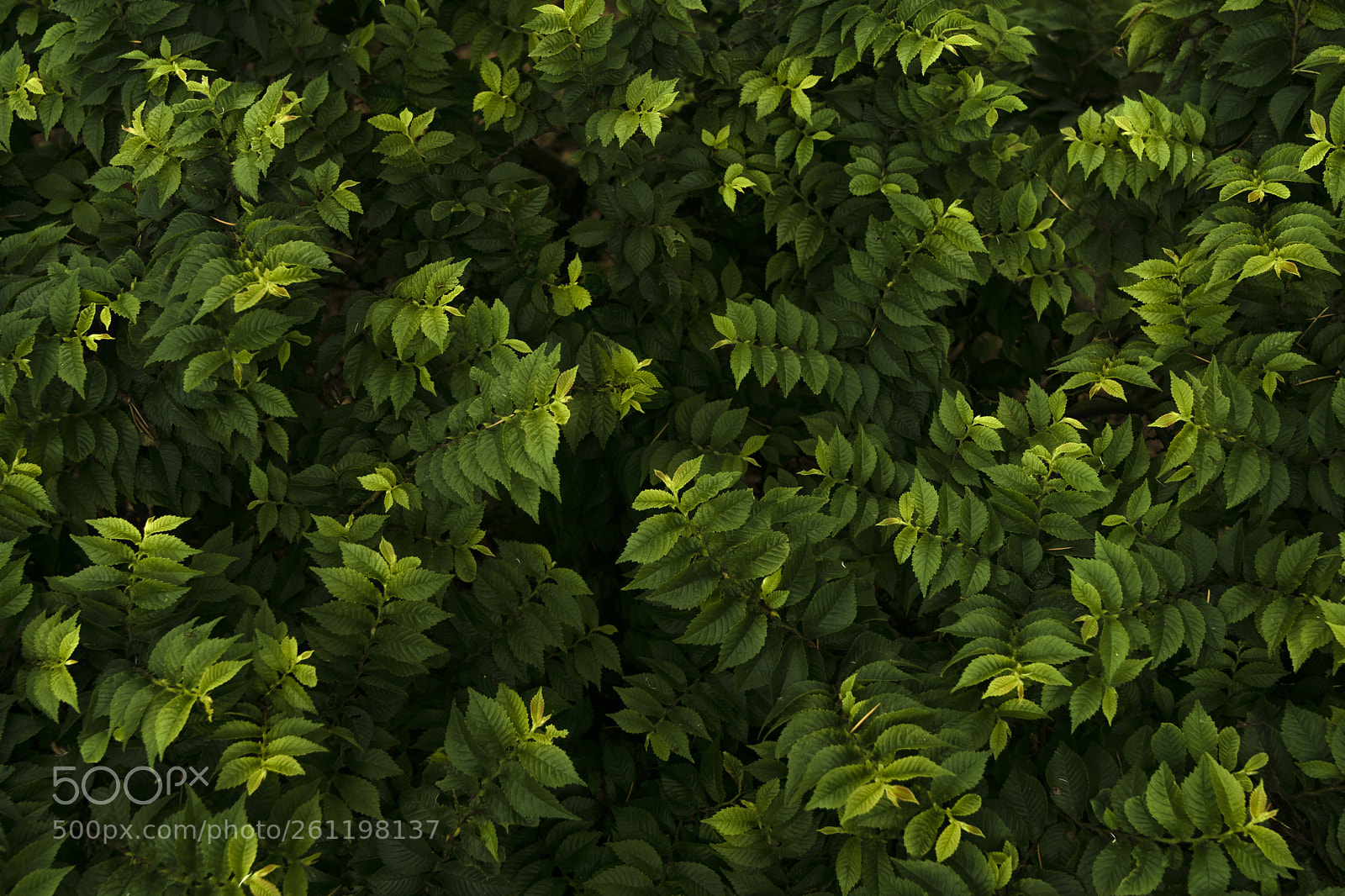 Sony ILCA-77M2 sample photo. The foliage photography