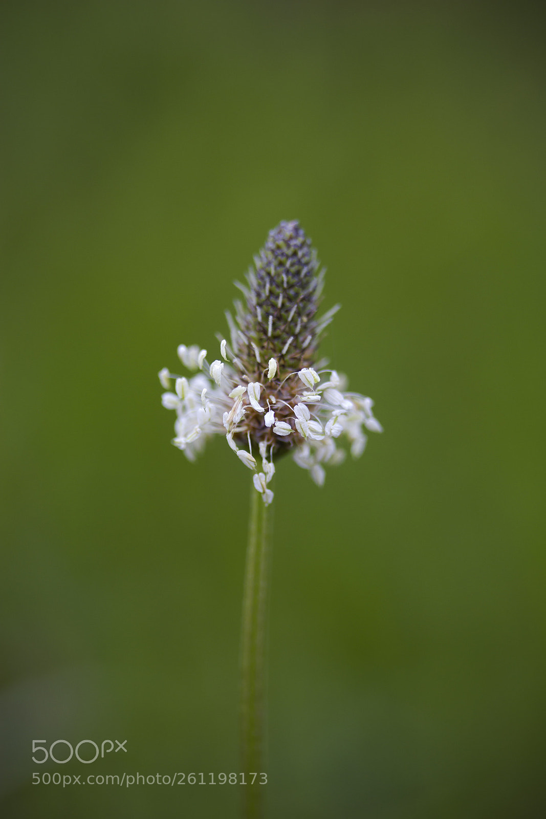 Canon EOS 60D sample photo. Spitzwegerich (plantago lanceolata) photography