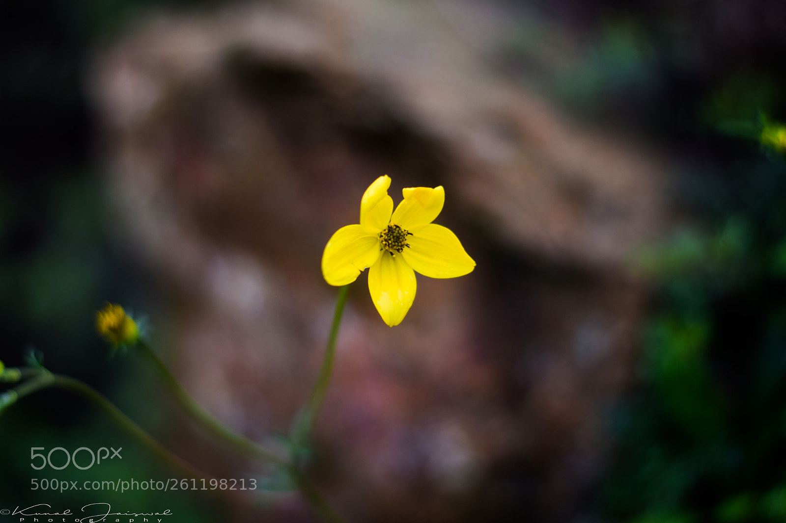 Nikon D3300 sample photo. Flower photography