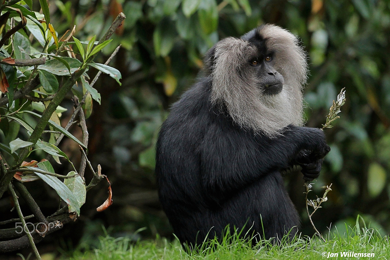 Canon EOS-1D Mark IV sample photo. Lion-tailed macaque photography