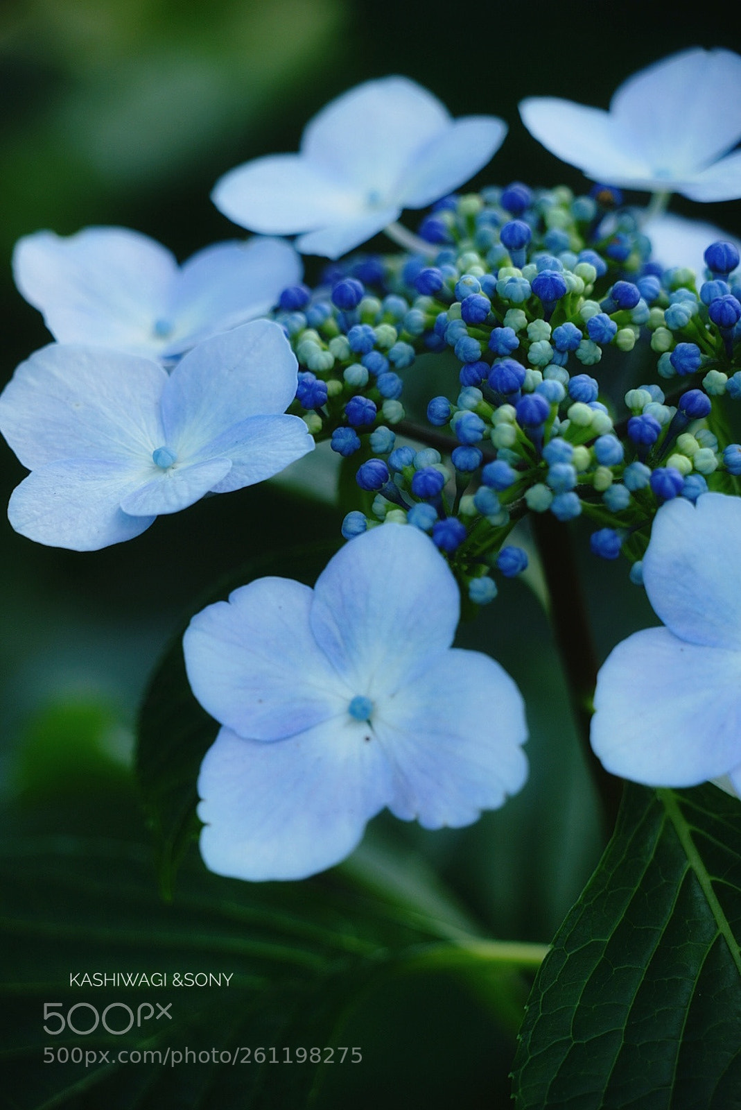 Sony a7 II sample photo. Blue awakening photography