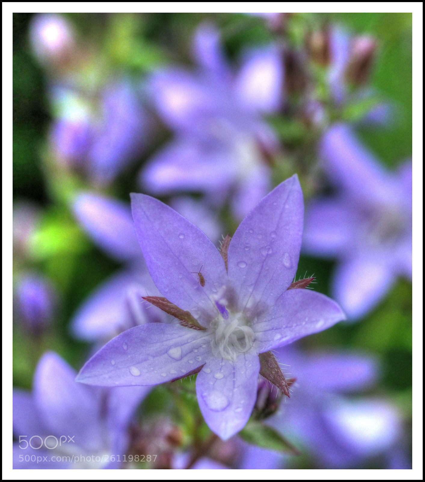 Olympus OM-D E-M1 Mark II sample photo. W i n z photography