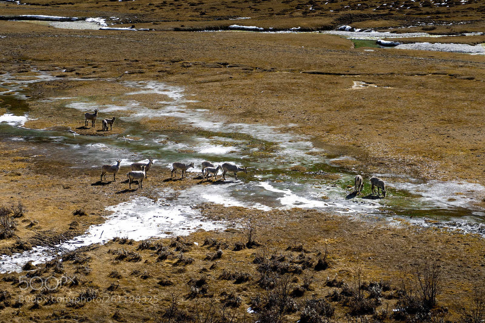 Sony a7 II sample photo. Deers at icy grassland photography
