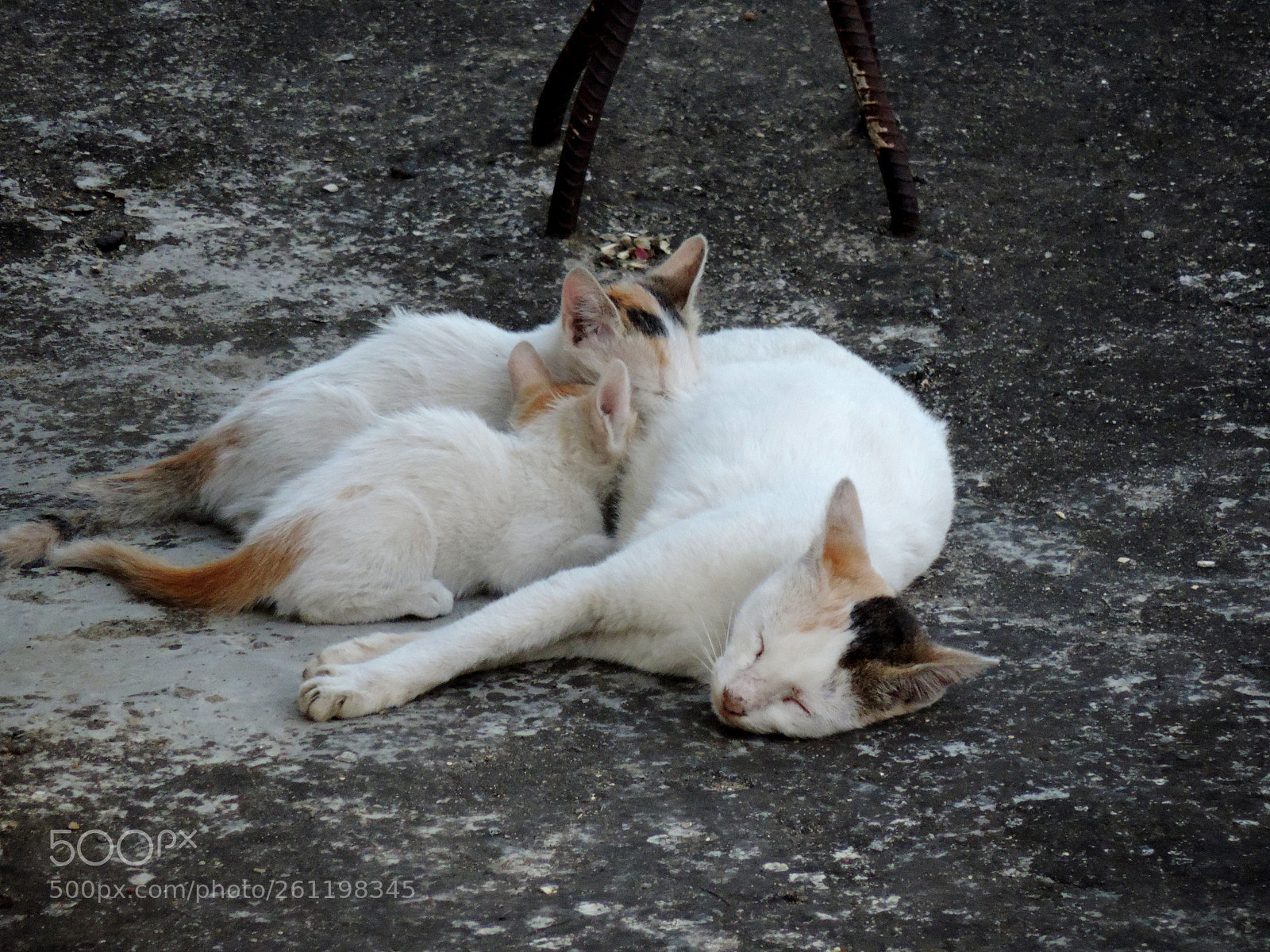 Nikon Coolpix P520 sample photo. Do not disturb !!! photography
