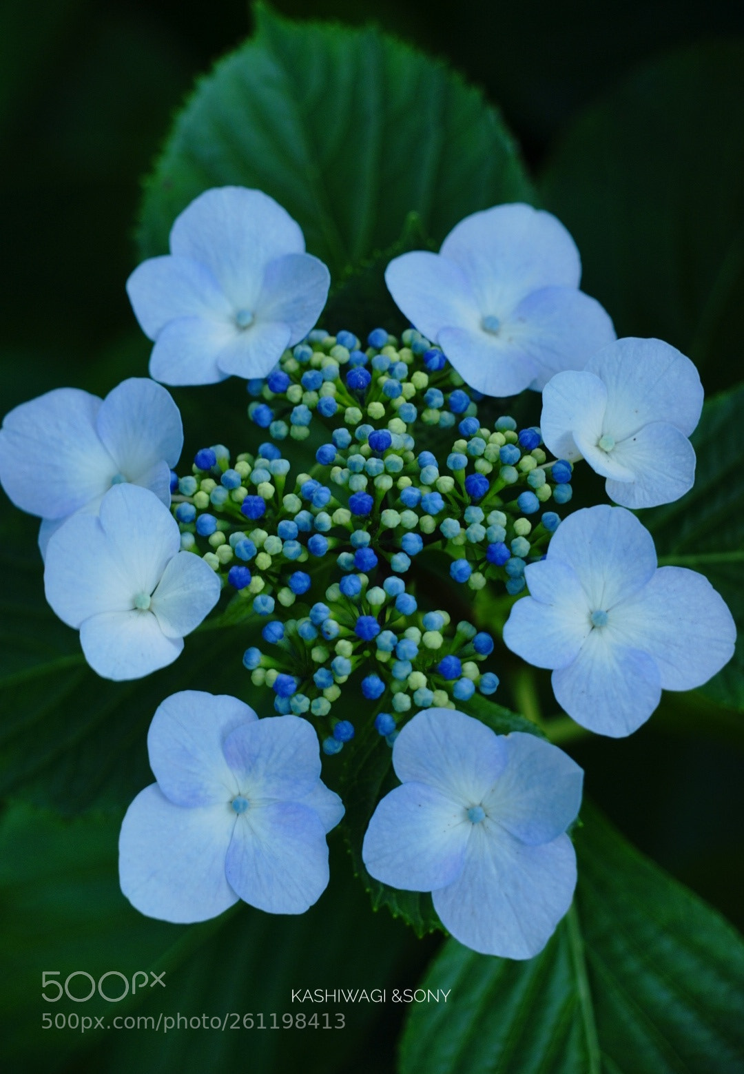 Sony a7 II sample photo. Blue awakening photography