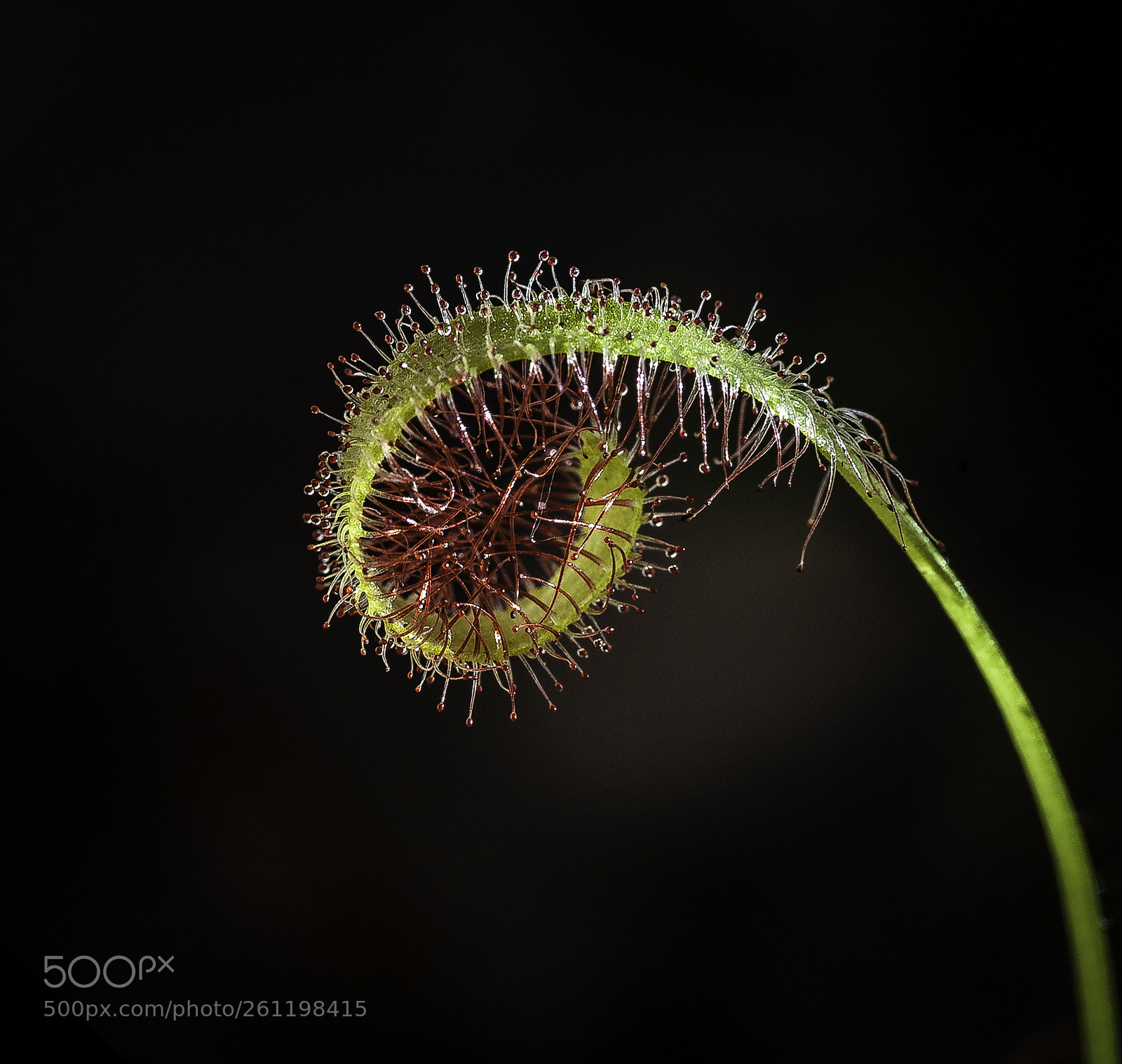 Nikon D700 sample photo. "drosera anglica" photography