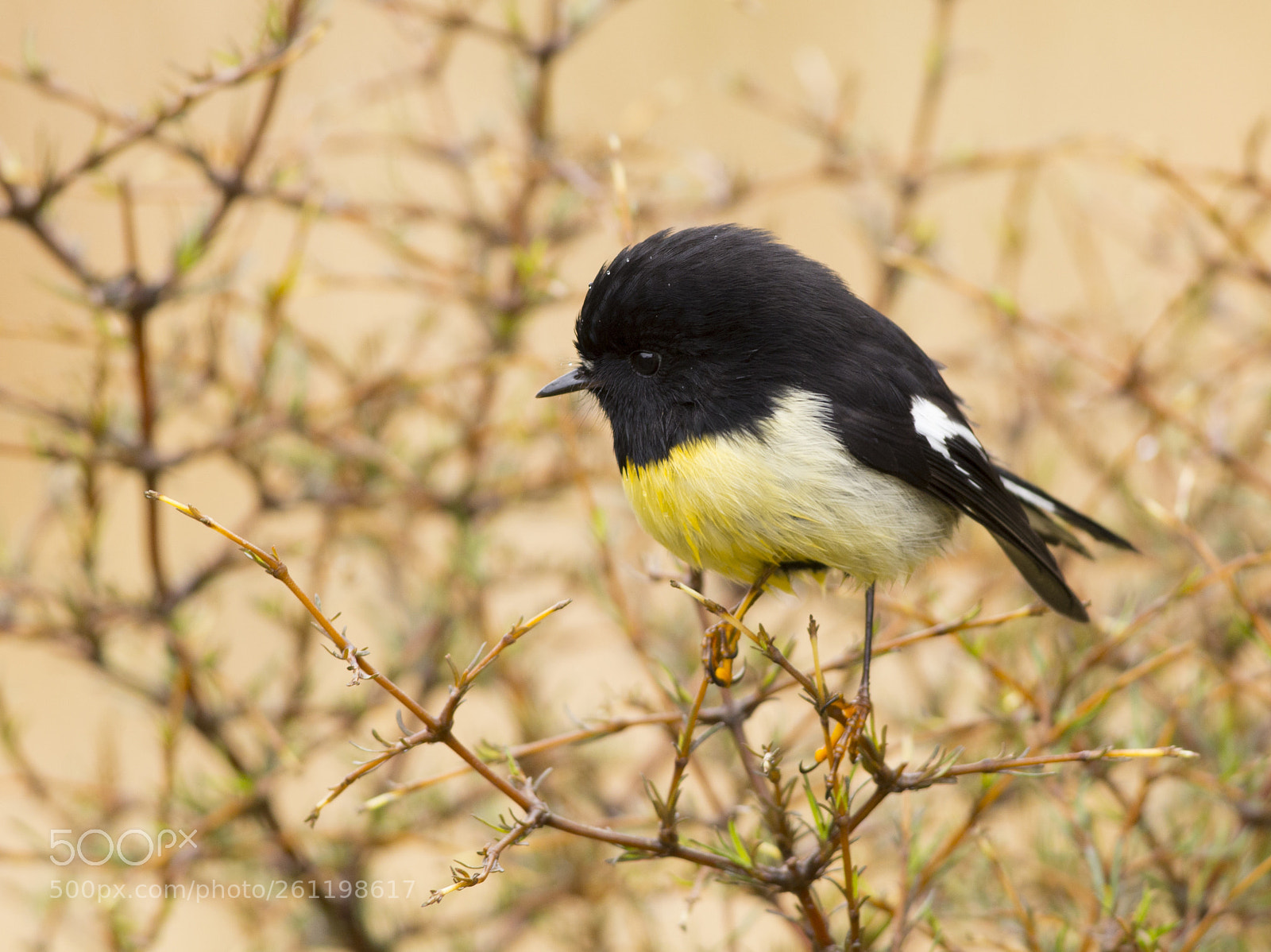 Canon EOS 6D sample photo. Male tomtit with droplets photography