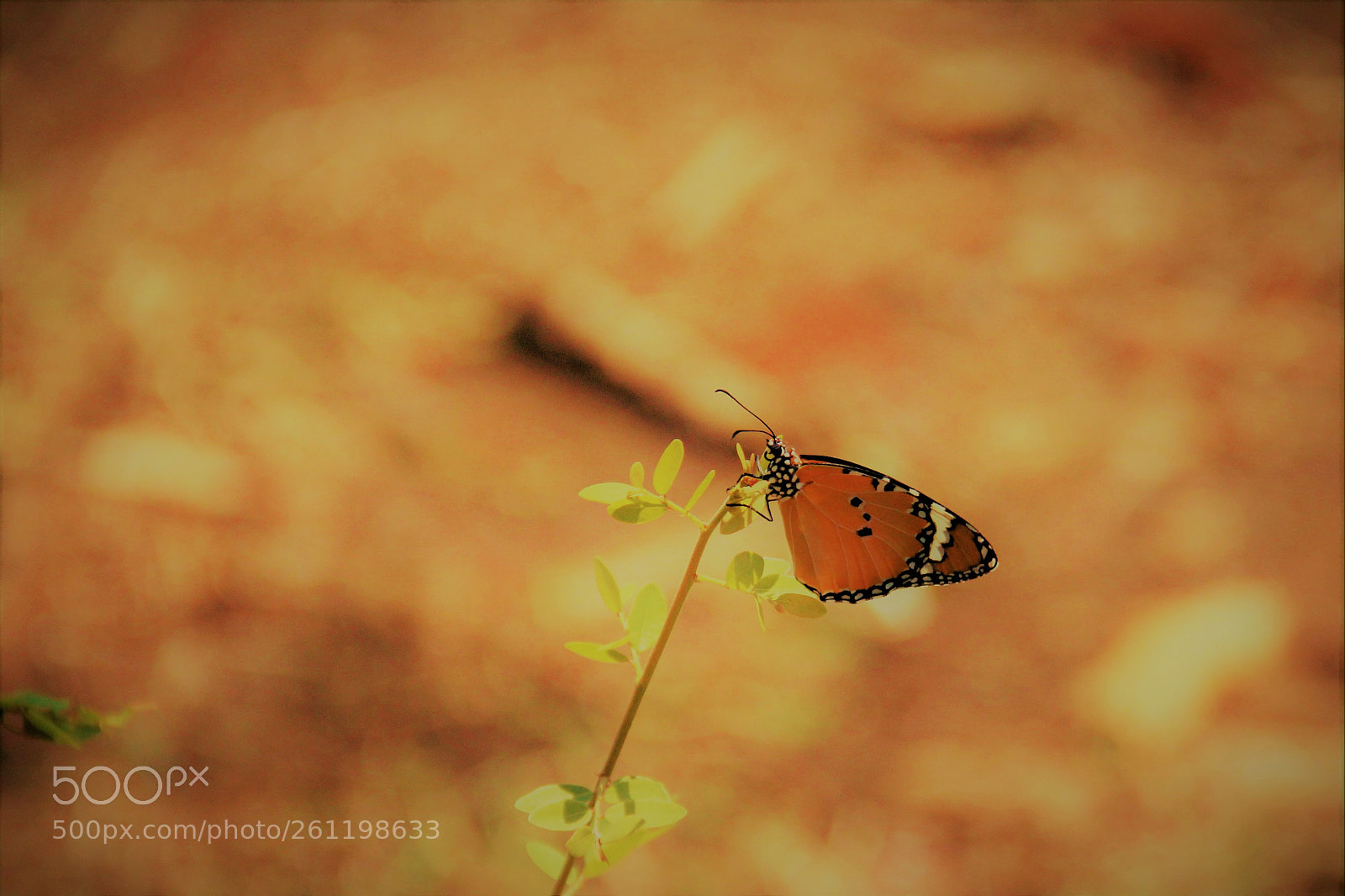 Canon EOS 60D sample photo. Butterfly photography