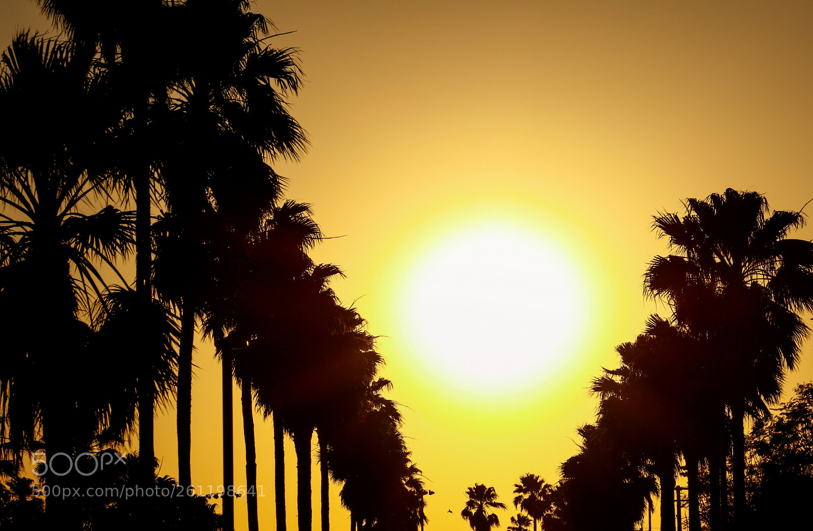 Canon EOS 7D Mark II sample photo. Sunset in the rgv photography