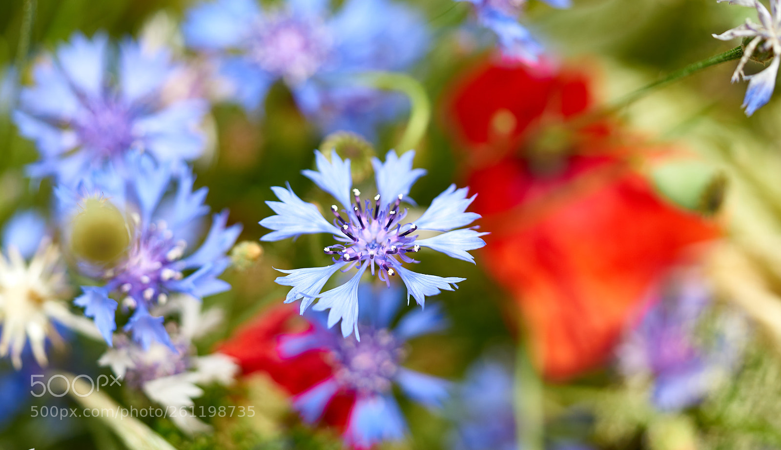 Sony a7 II sample photo. Cornflower photography