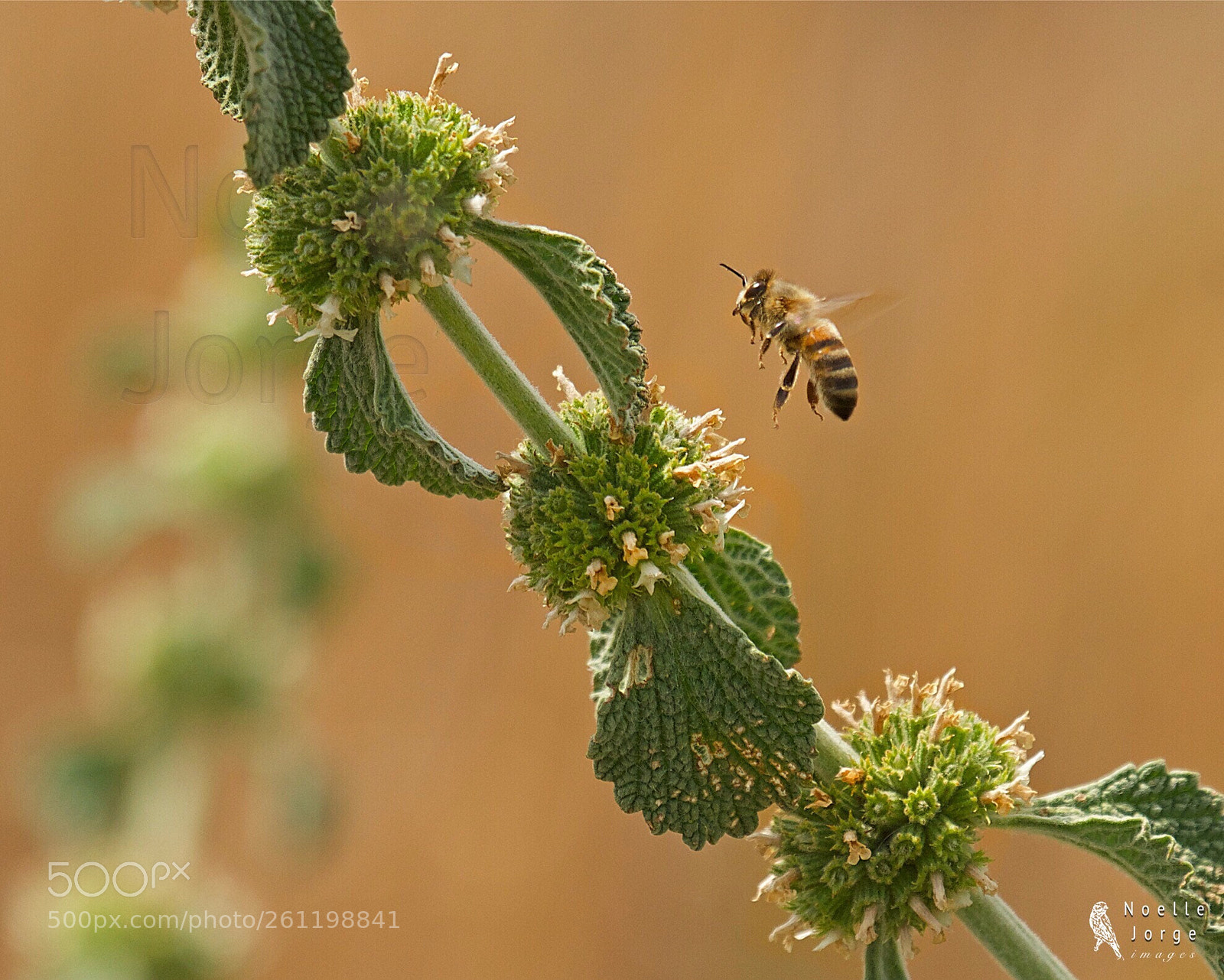 Nikon D500 sample photo. Bee-utiful photography